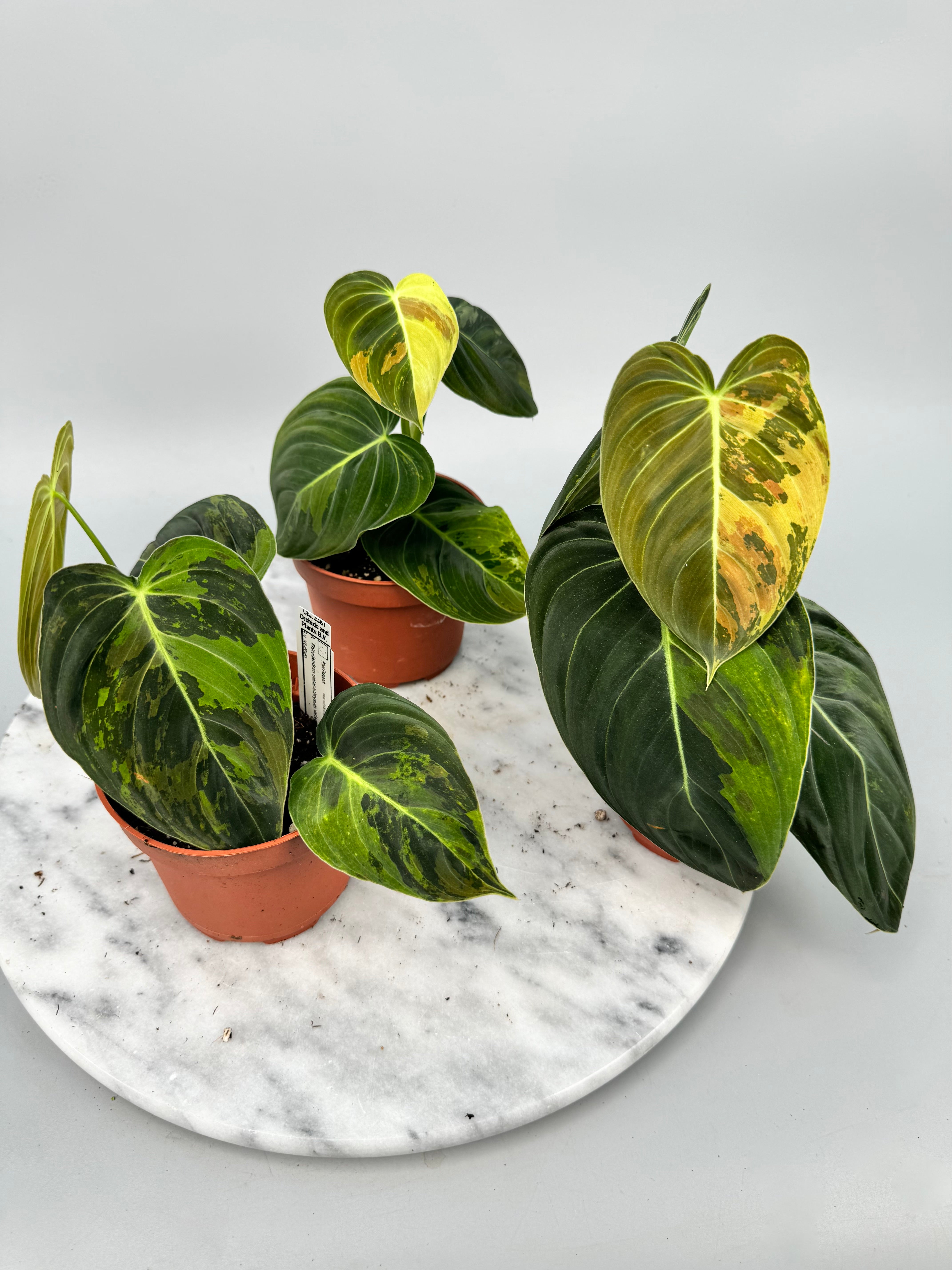 Philodendron melanochrysum variegata "3-4 Blätter"