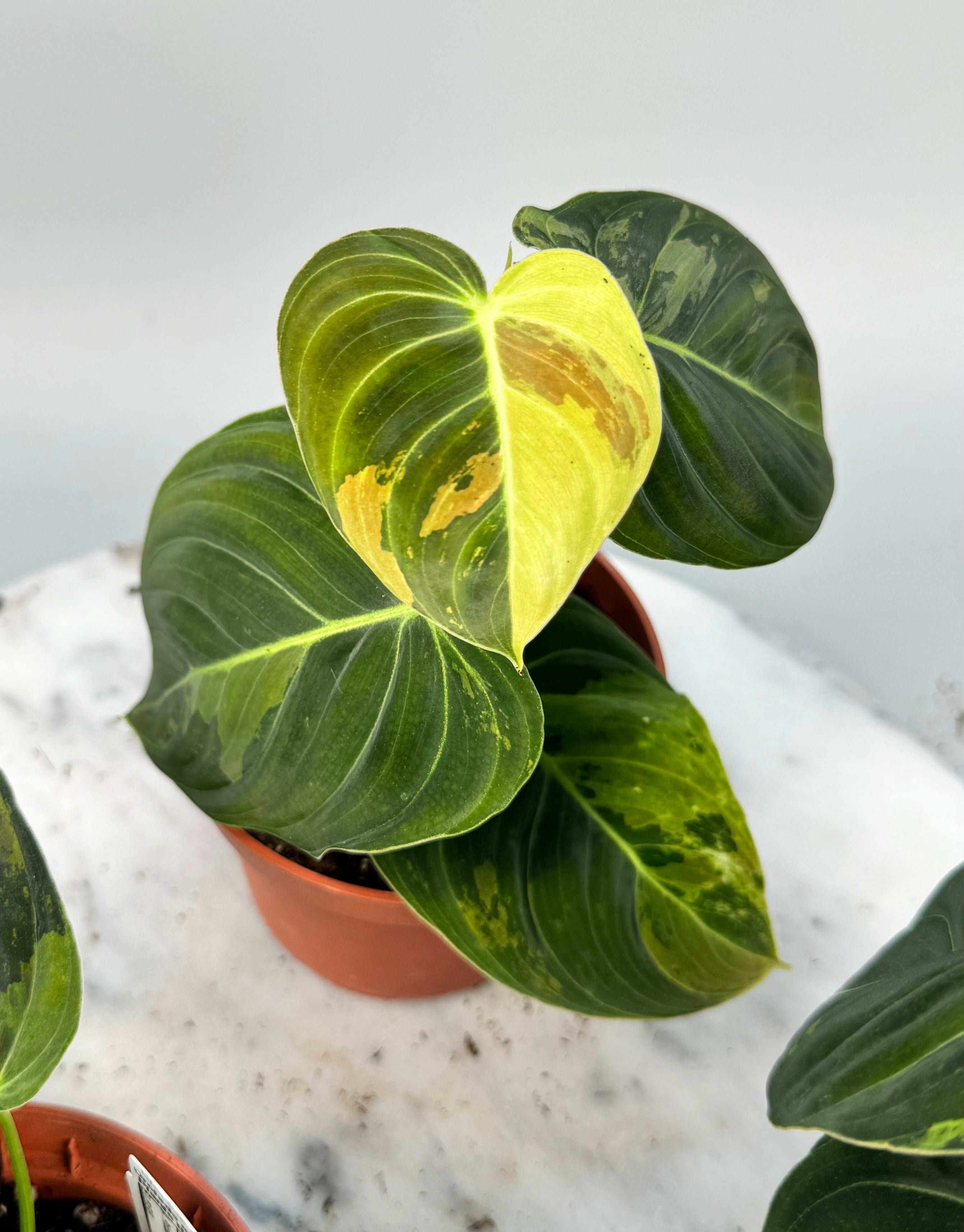 Philodendron melanochrysum variegata "3-4 Blätter"