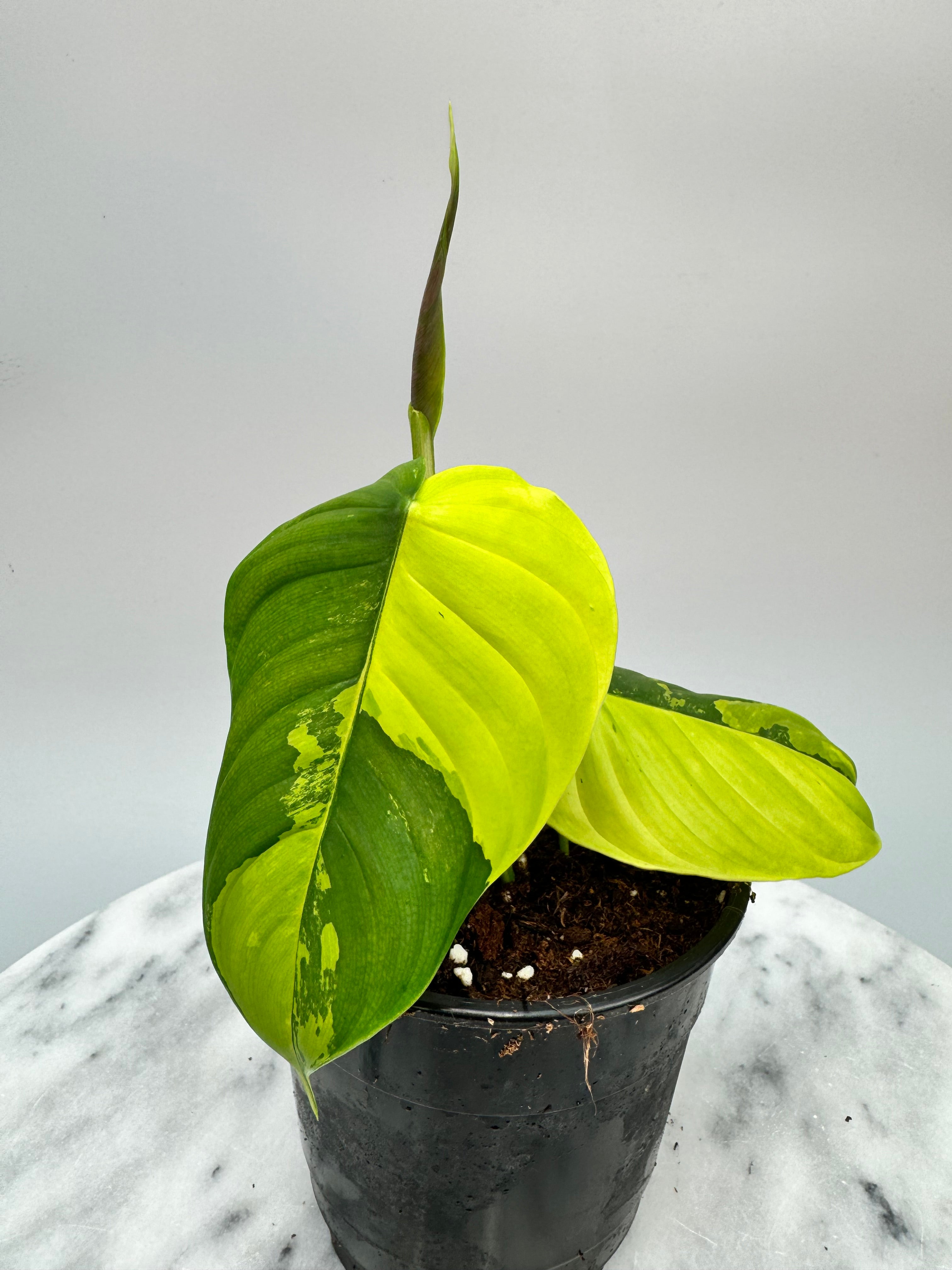 Philodendron sharoniae Mosquera Variegated