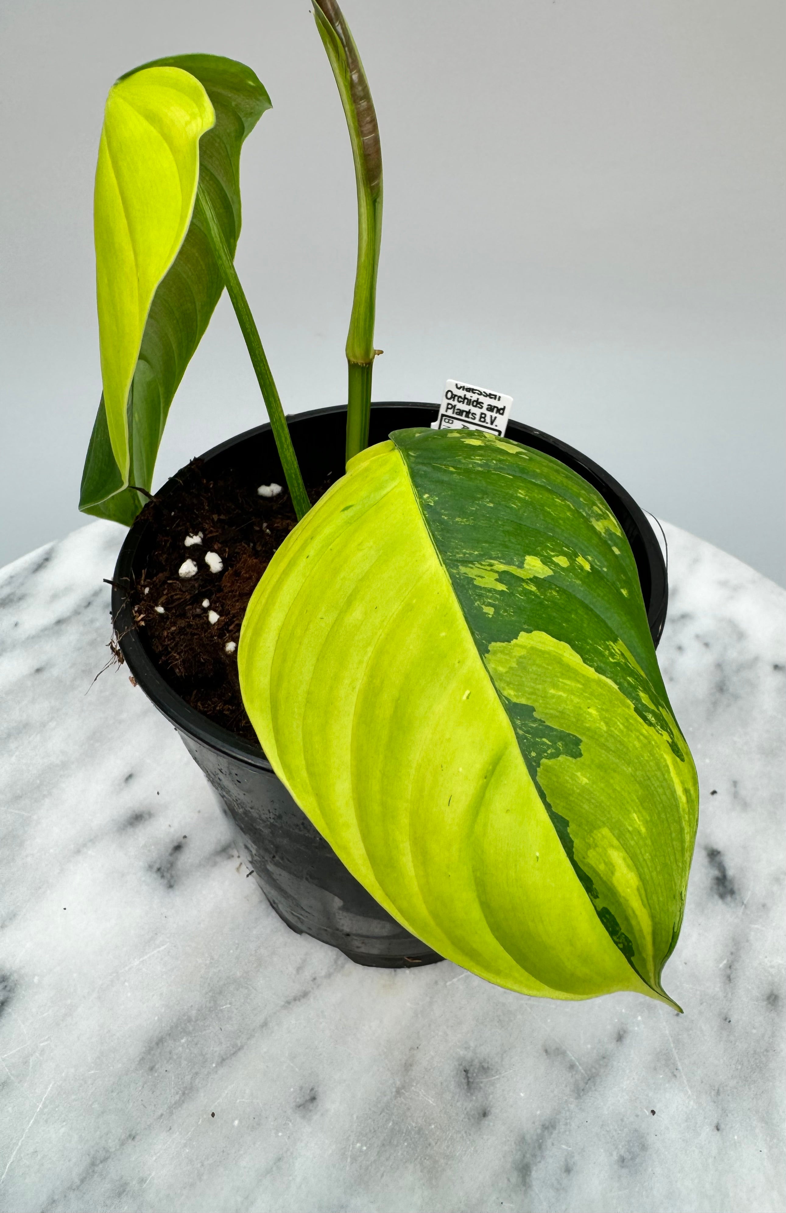 Philodendron sharoniae Mosquera Variegated