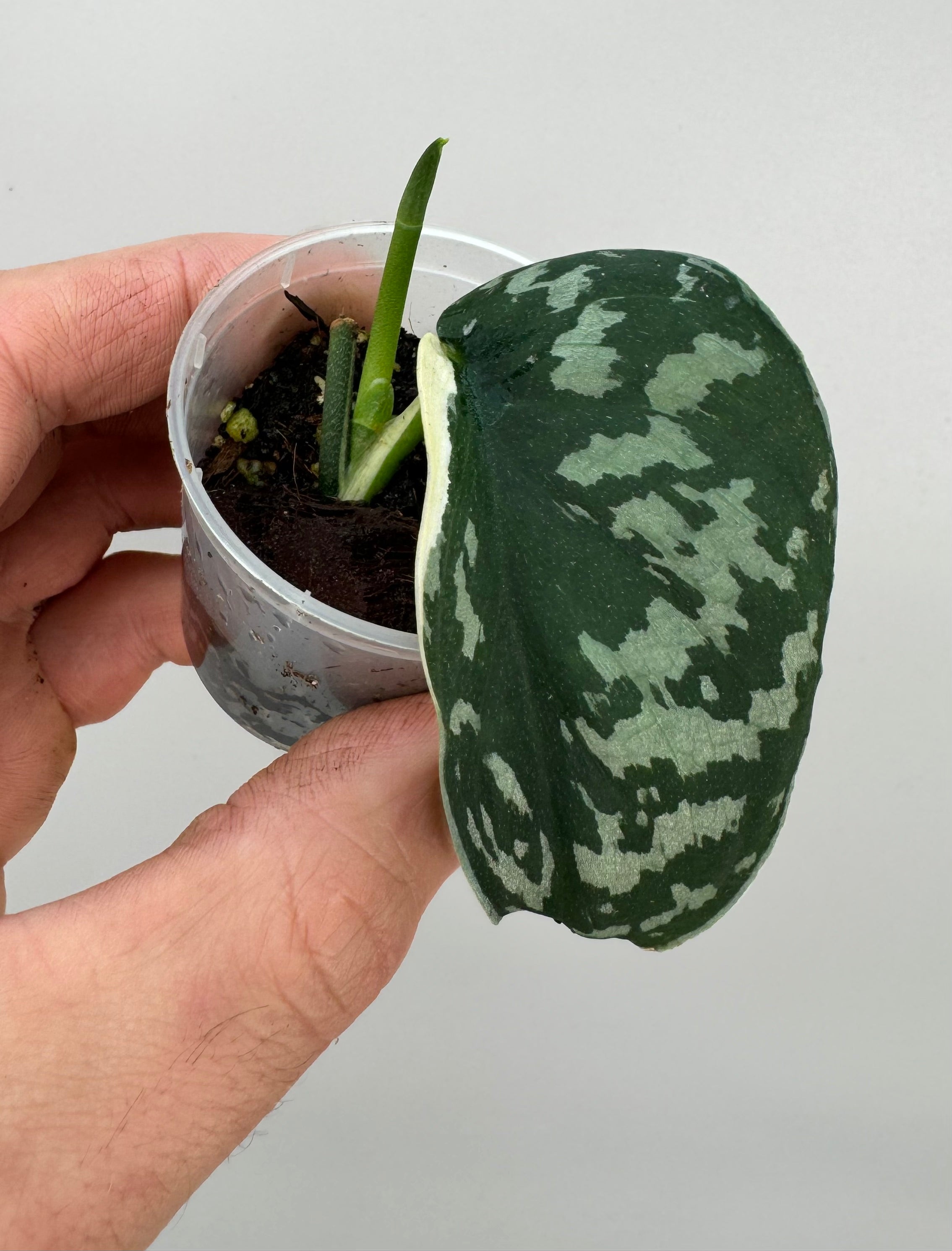 Scindapsus pictus variegated albo (1 Leaf)