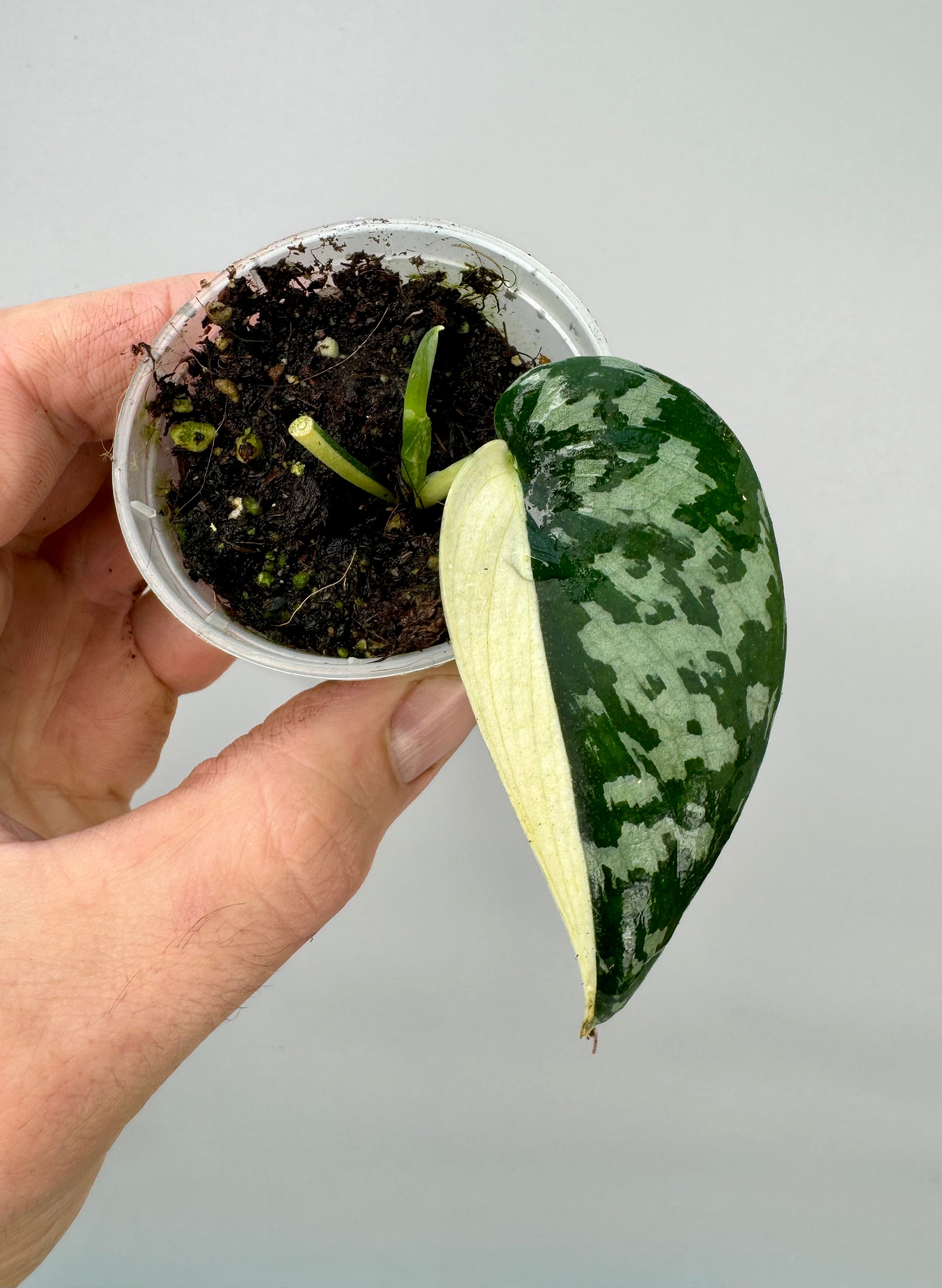 Scindapsus pictus variegated albo Half Moon (1 Blatt)