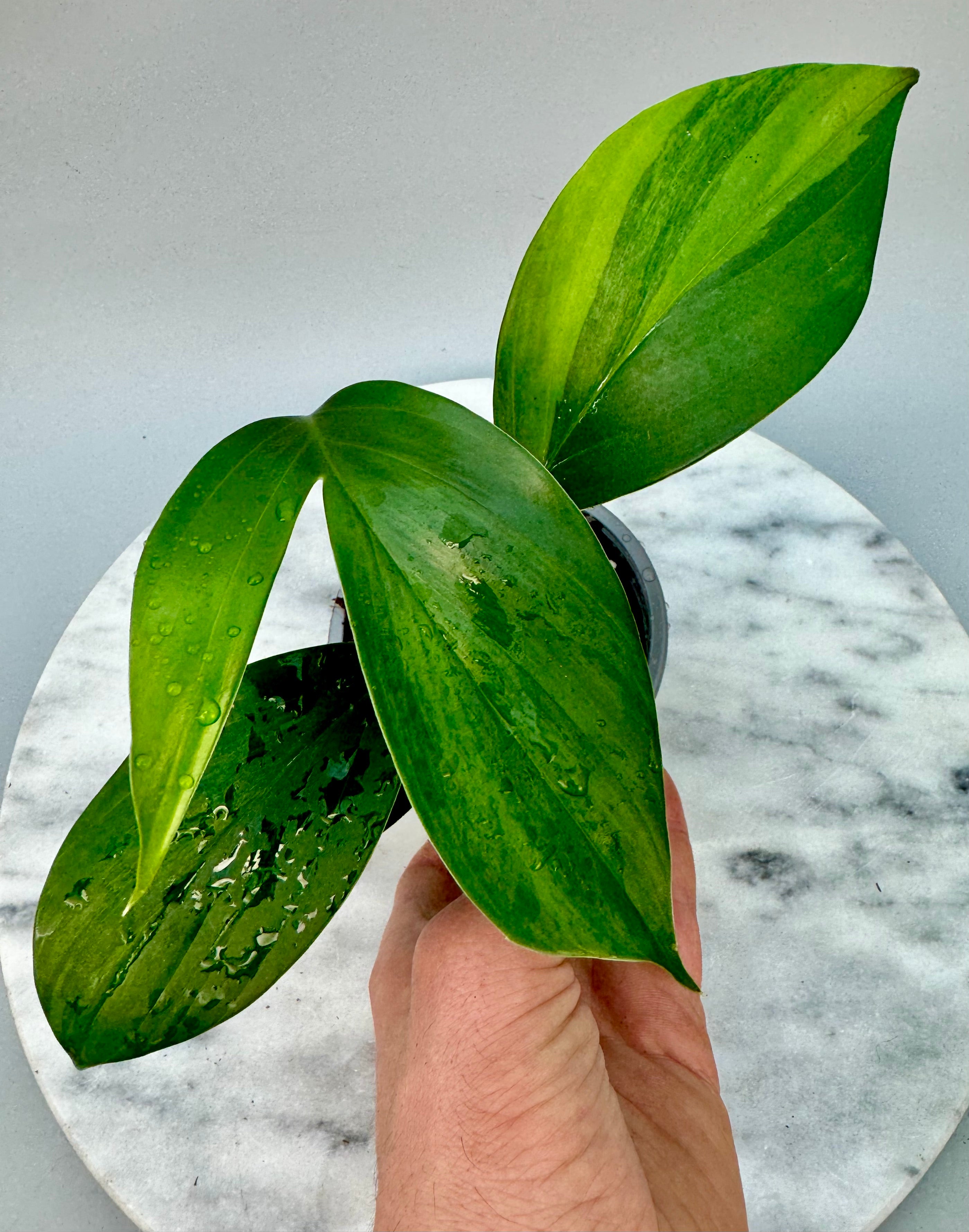 Philodendron Dragon Tail Variegata