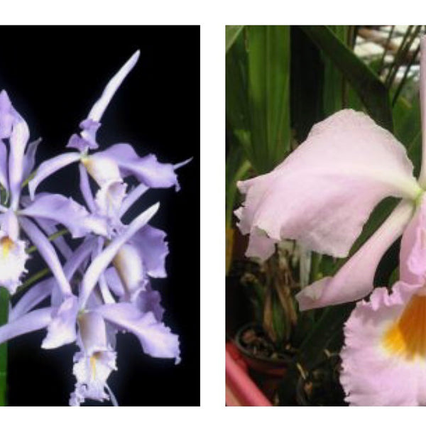 Cattleya maxima var. Coerulea x Cattleya schroederae