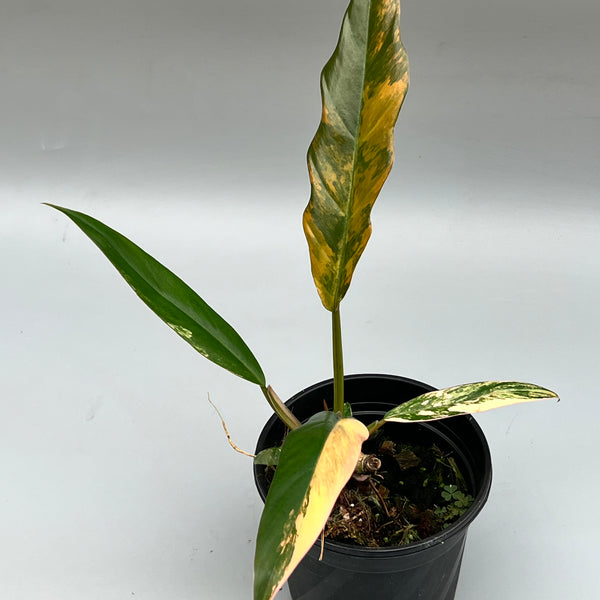 philodendron caramel marble vs ring of fire Philodendron Caramel Marble (Small Plant)