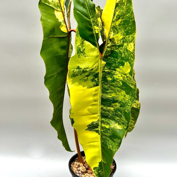 Philodendron billietiae Variegata