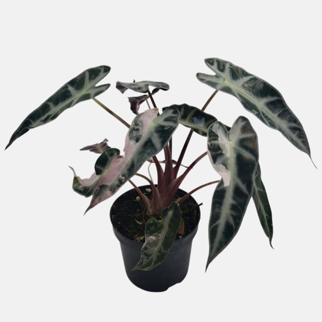 Alocasia Bambino Pink Variegata (eitjes, knolletjes)