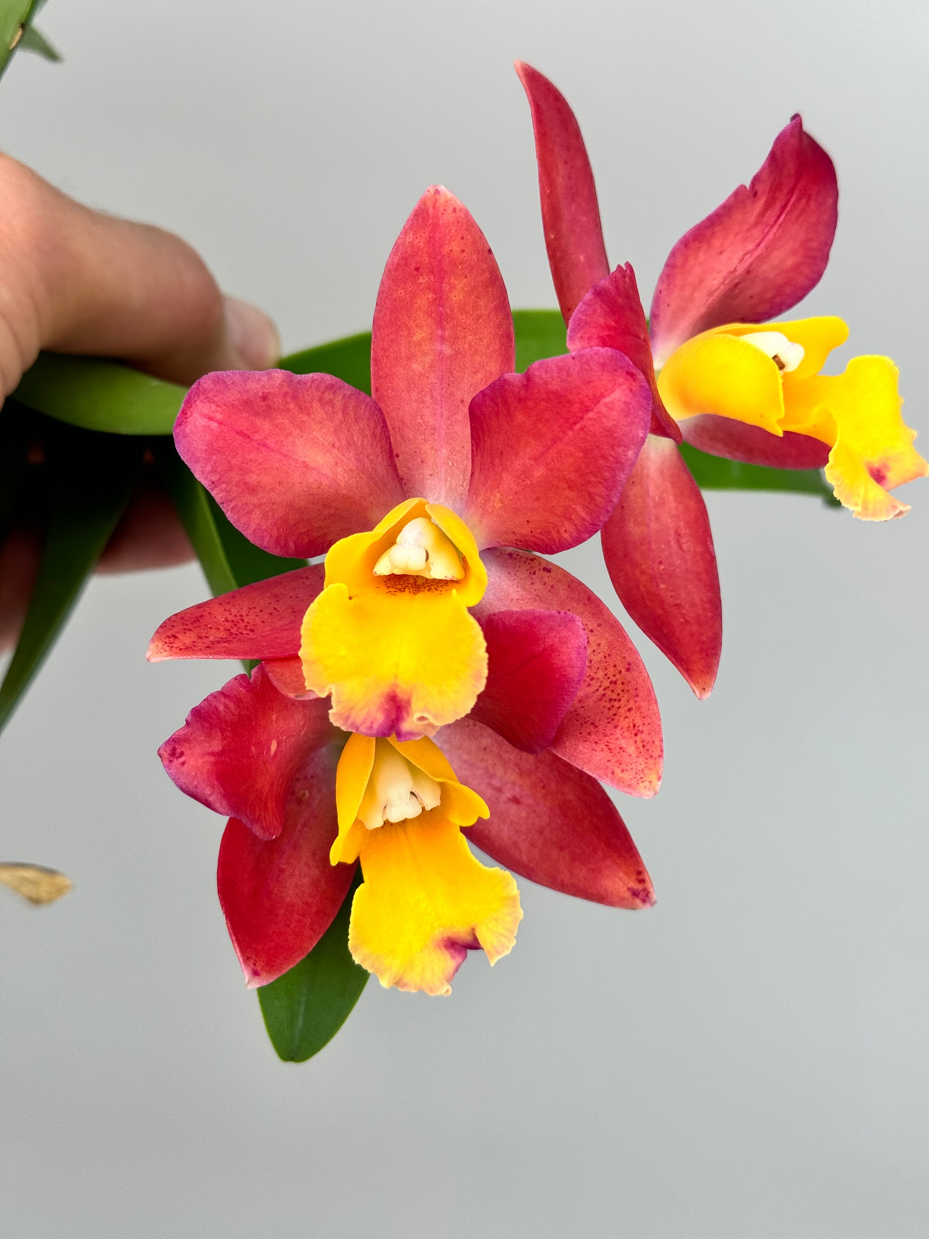 Cattleya (Loog Tone x Galaxy Bell STC 575)