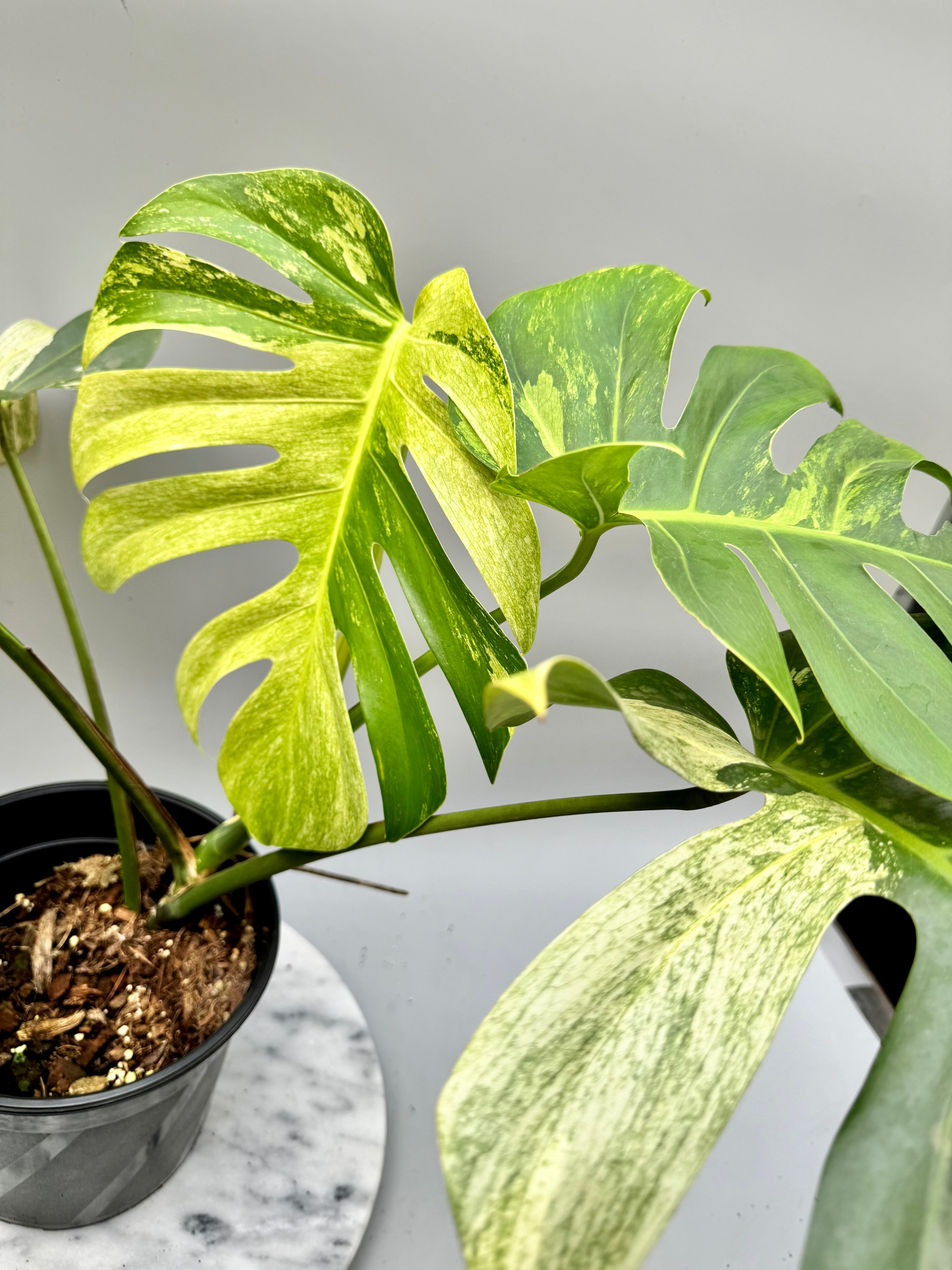 Monstera Full Mint deliciosa borsigiana Variegata (nr 2)