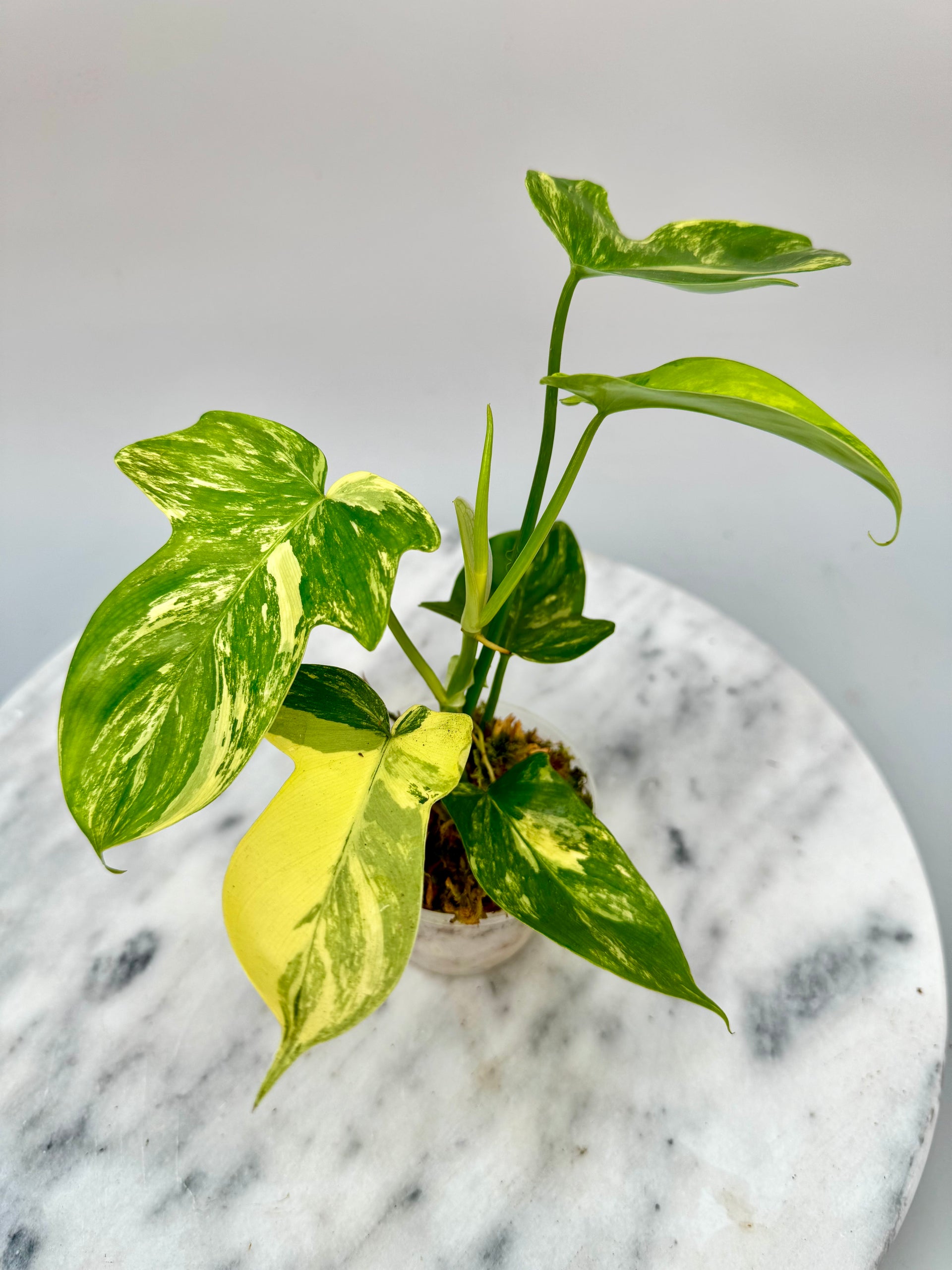 Philodendron squamiferium variegated