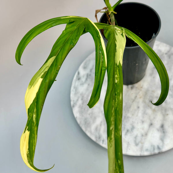 その他観葉植物 Philodendron holtonianum variegated Philodendron holtonianum Variegated