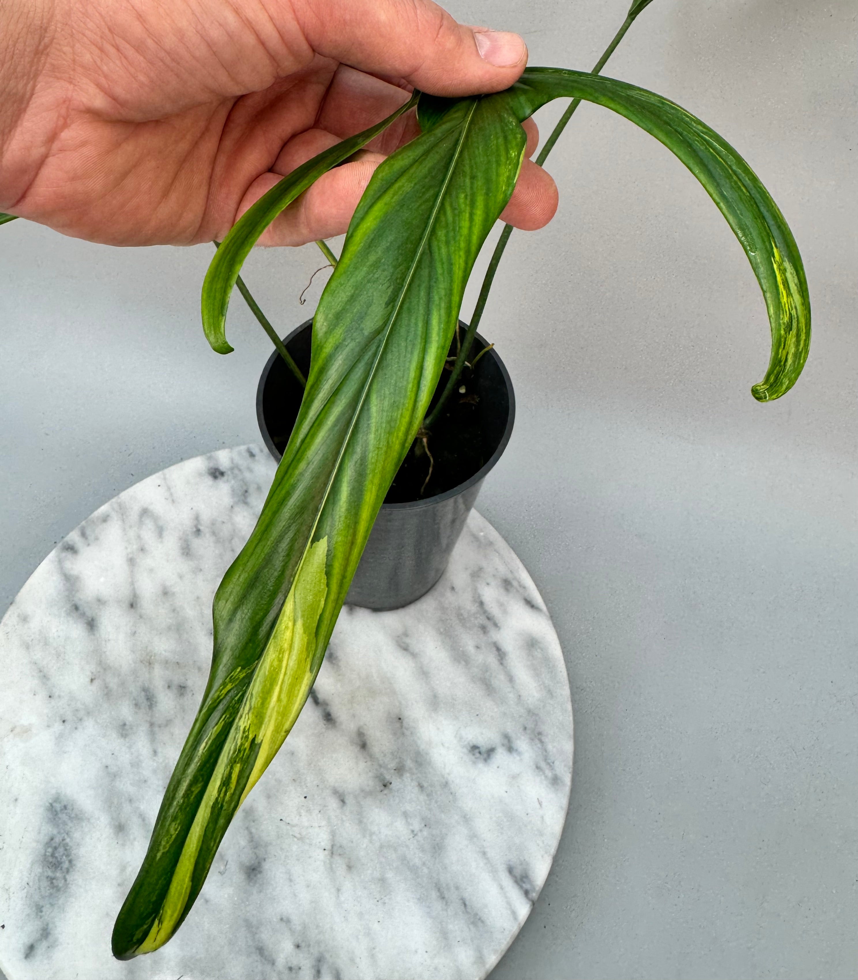 Philodendron holtonianum Variegated