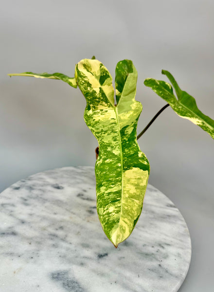 Philodendron billietiae variegata x Florida Beauty
