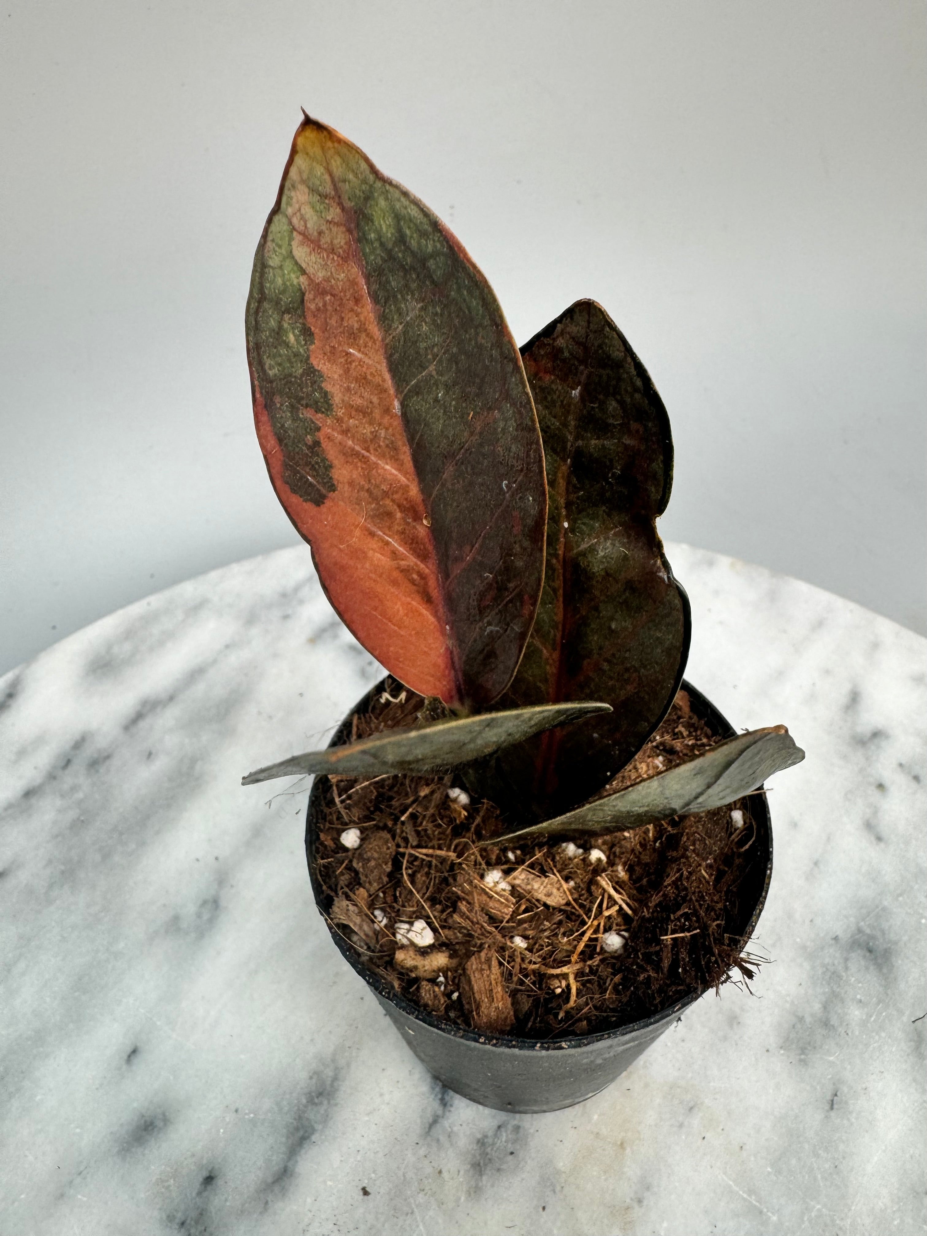 Zamioculcas zamiifolia Raven Black Variegated