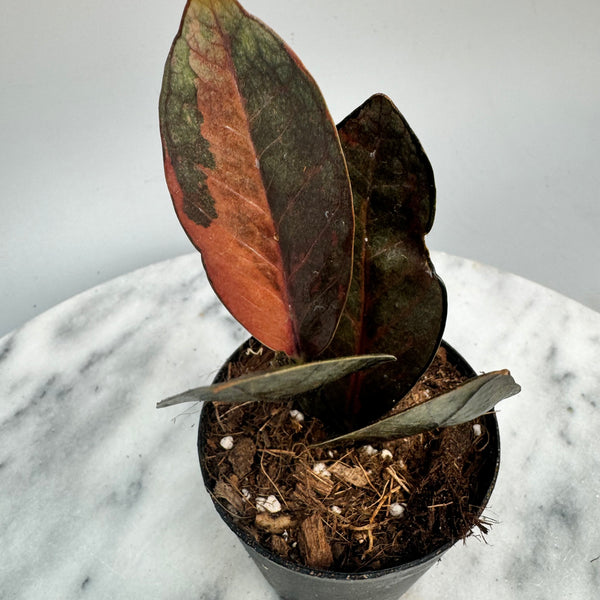 Zamioculcas zamiifolia Raven Black Variegated