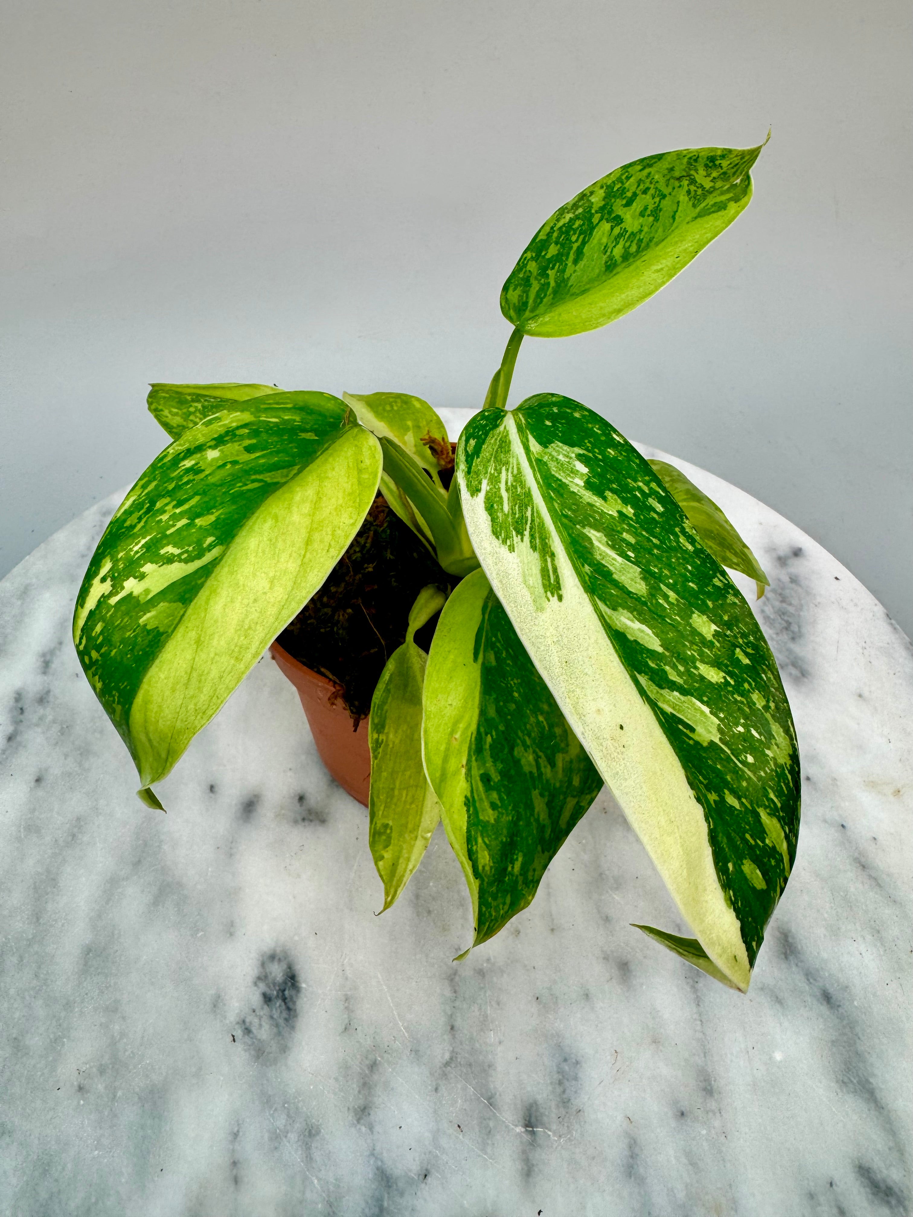 Philodendron billietiae Variegata x Jose Buono (Nr 1)