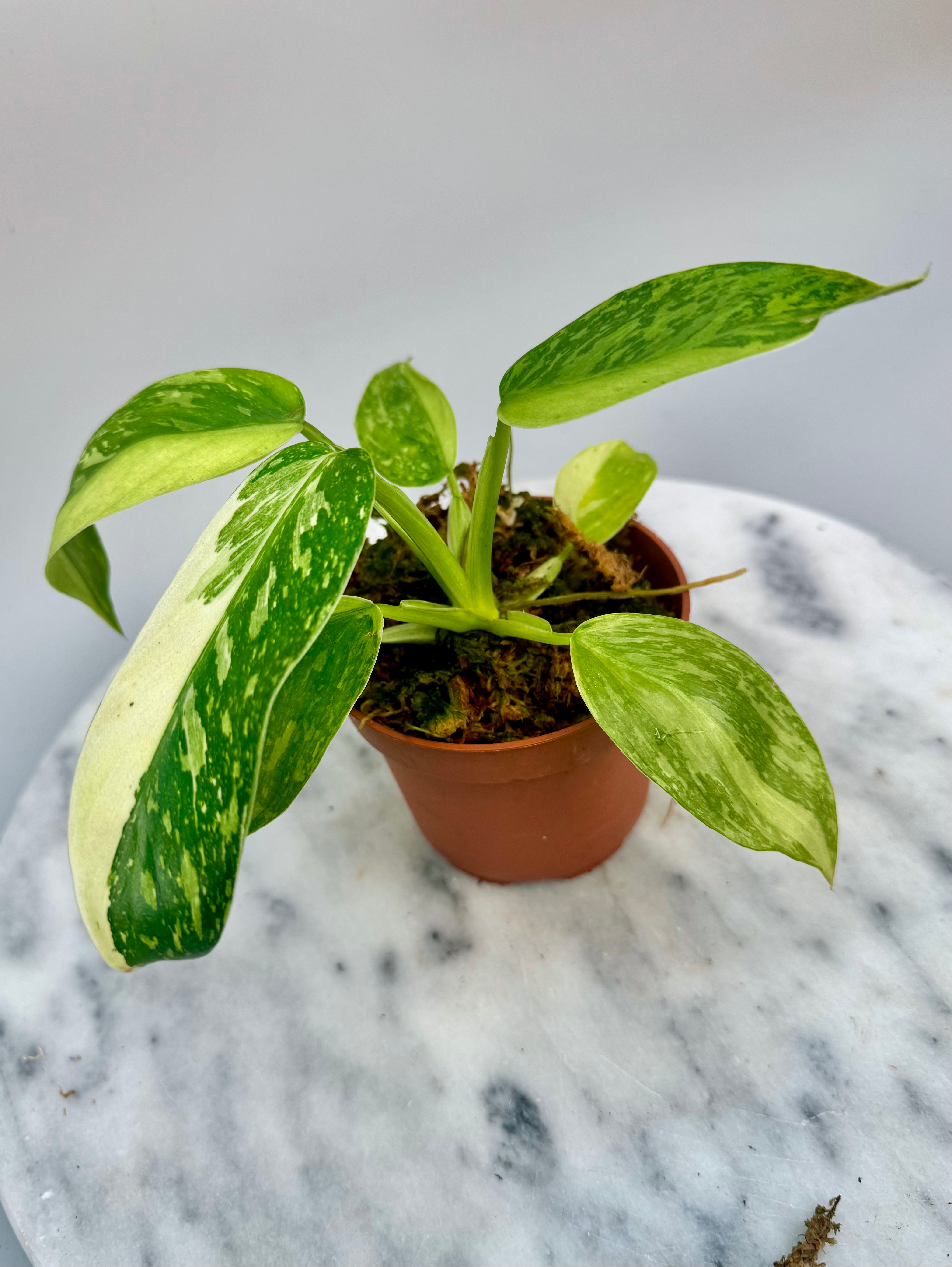 Philodendron billietiae Variegata x Jose Buono (Nr 1)