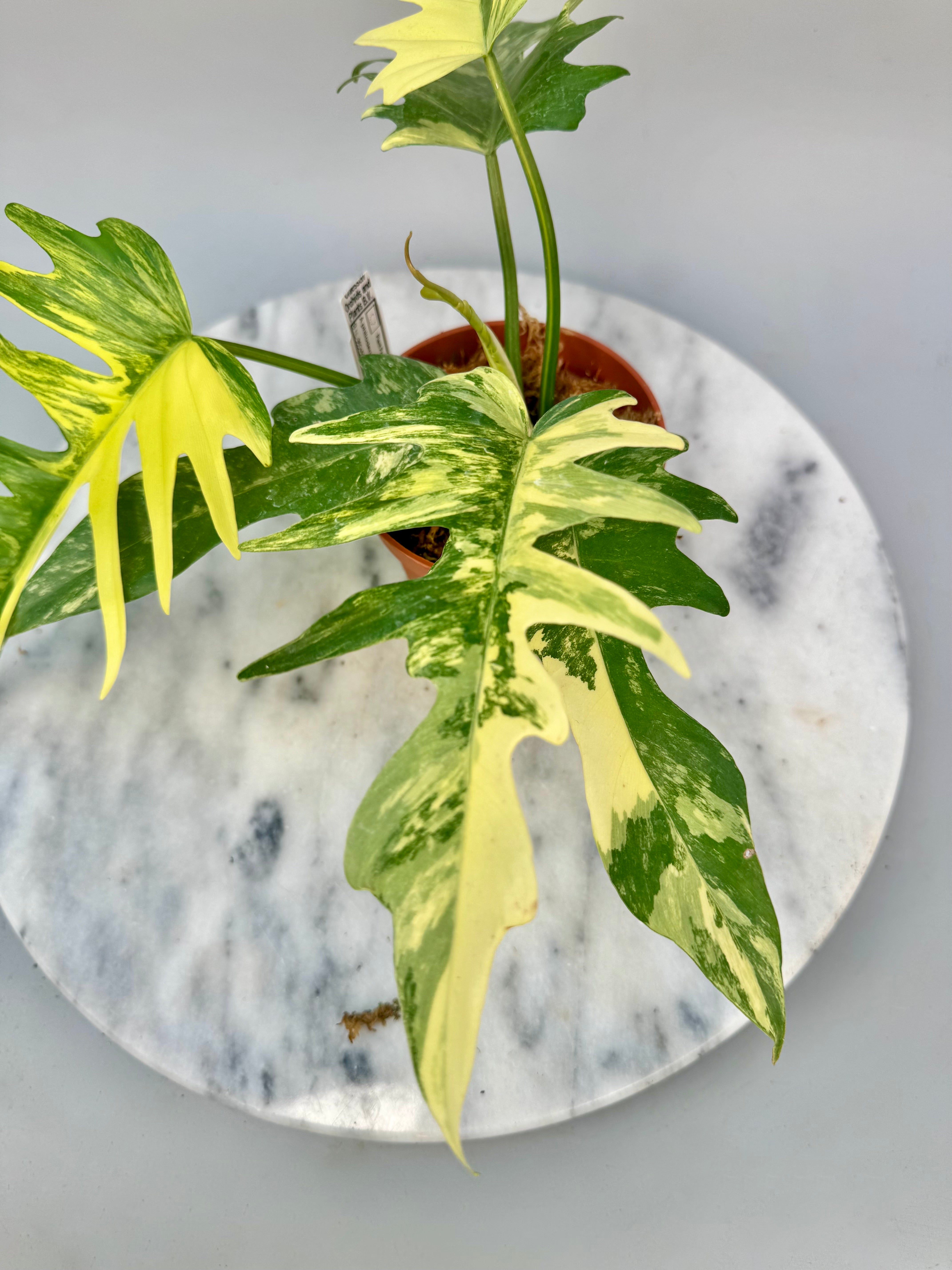 Philodendron tortum x Florida Beauty (Big Plant)