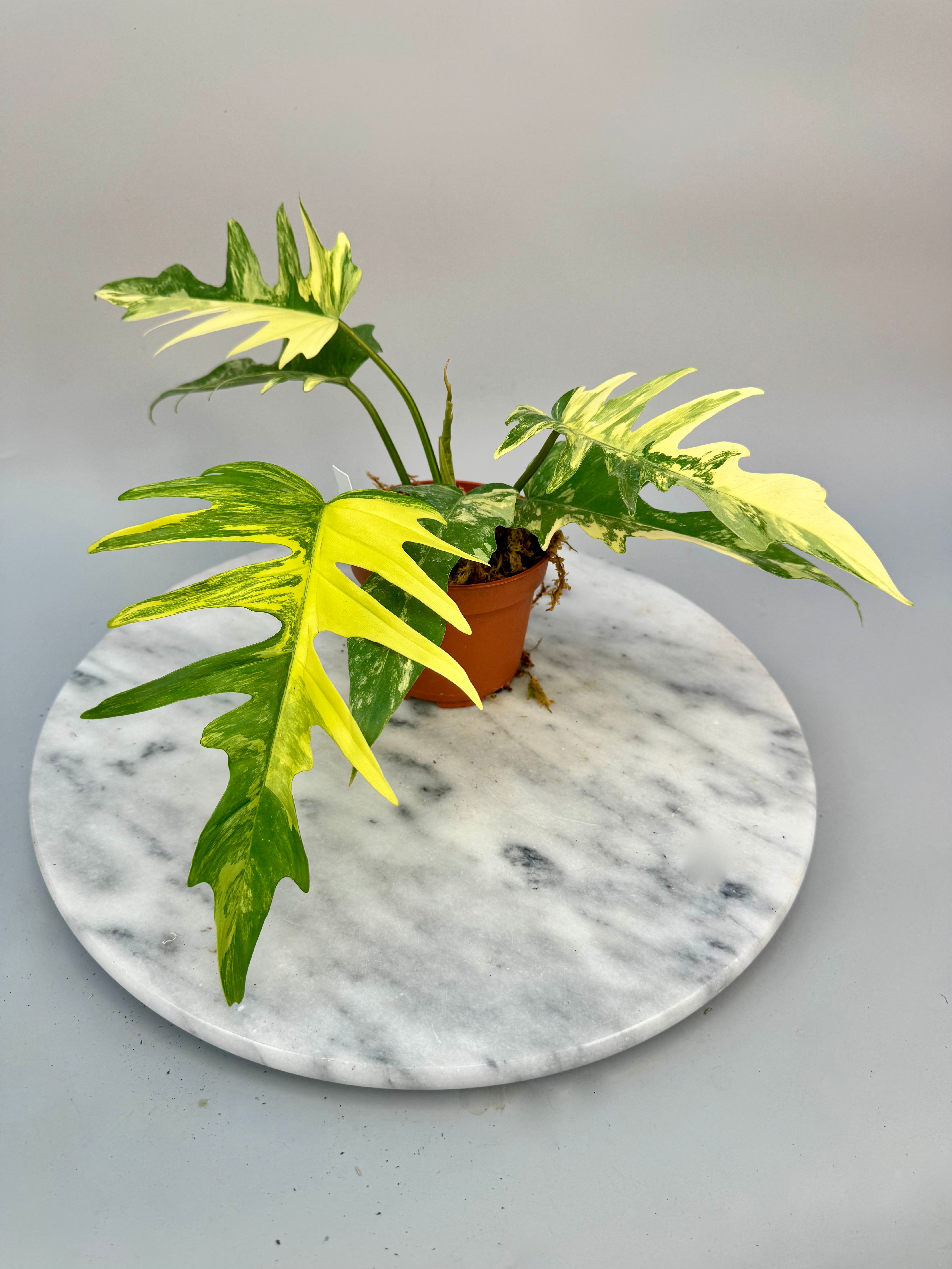 その他観葉植物 Philodendron Totum x Florida beauty Philodendron tortum x Florida Beauty (Big Plant)