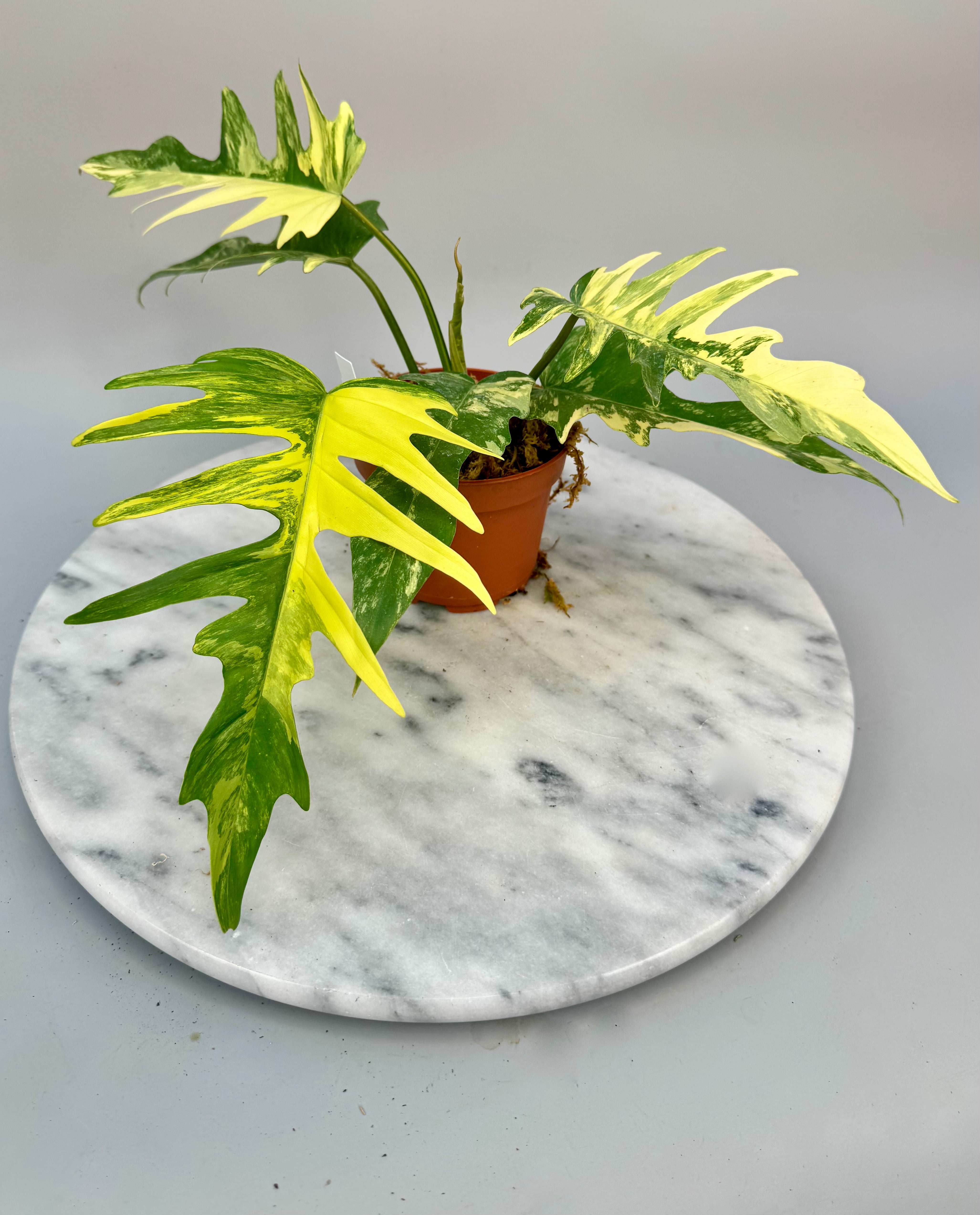 Philodendron tortum x Florida Beauty