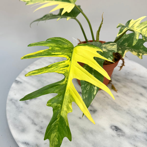 Philodendron tortum x Florida Beauty (Big Plant)