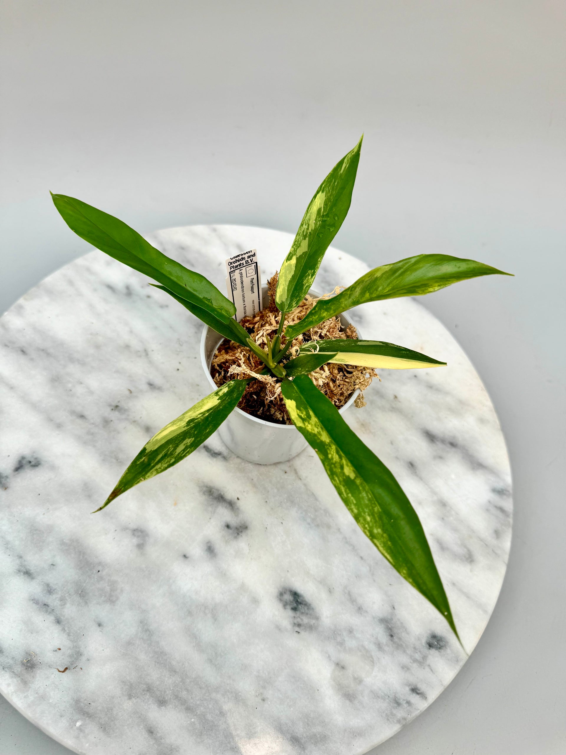 Philodendron tortum x Florida Beauty