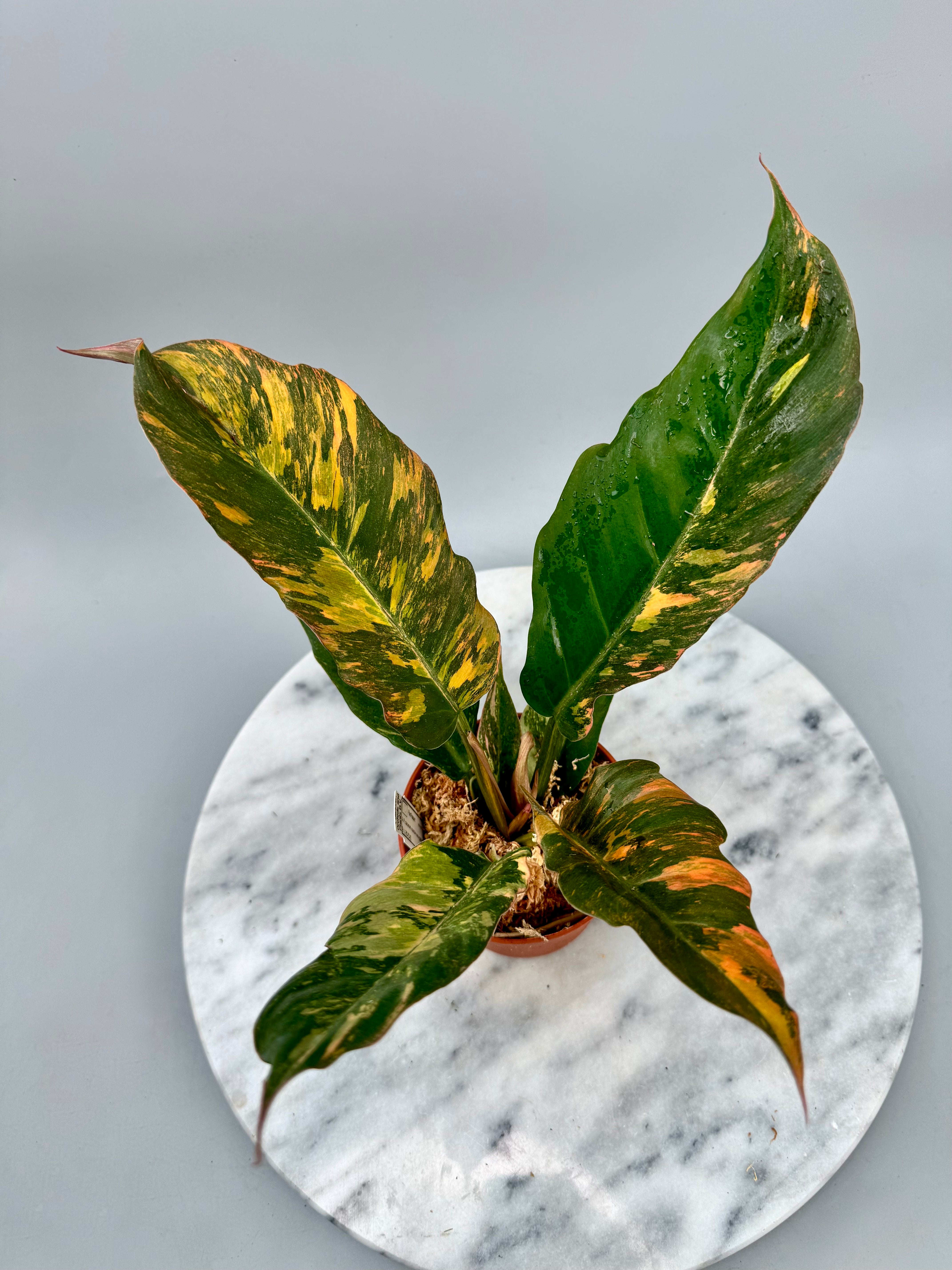 Philodendron Caramel Marble ‘Fire Tiger’ new cmiericloon  nr 1.