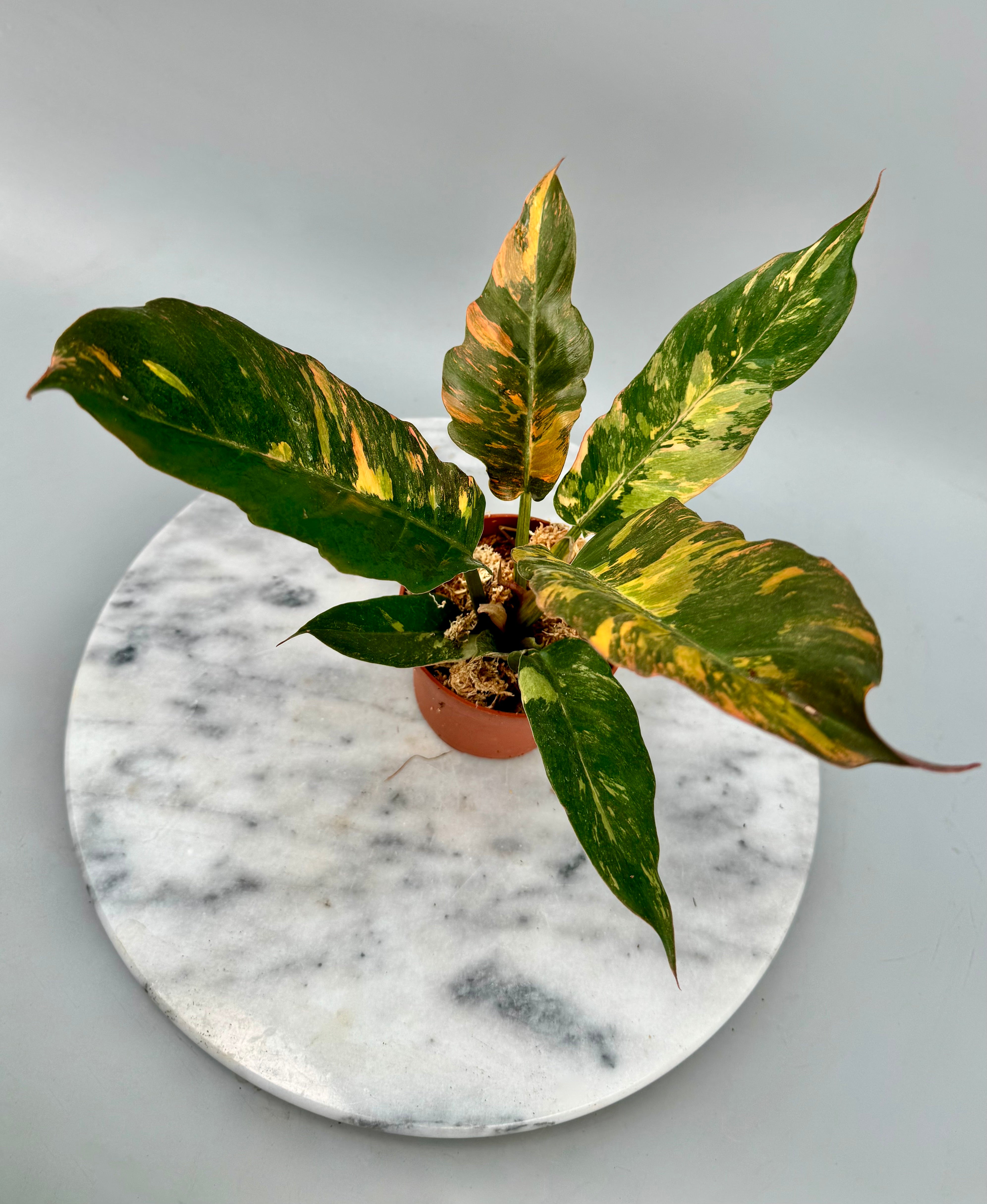 Philodendron Caramel Marble 'Fire Tiger' new cmiericloon (Nr 1)