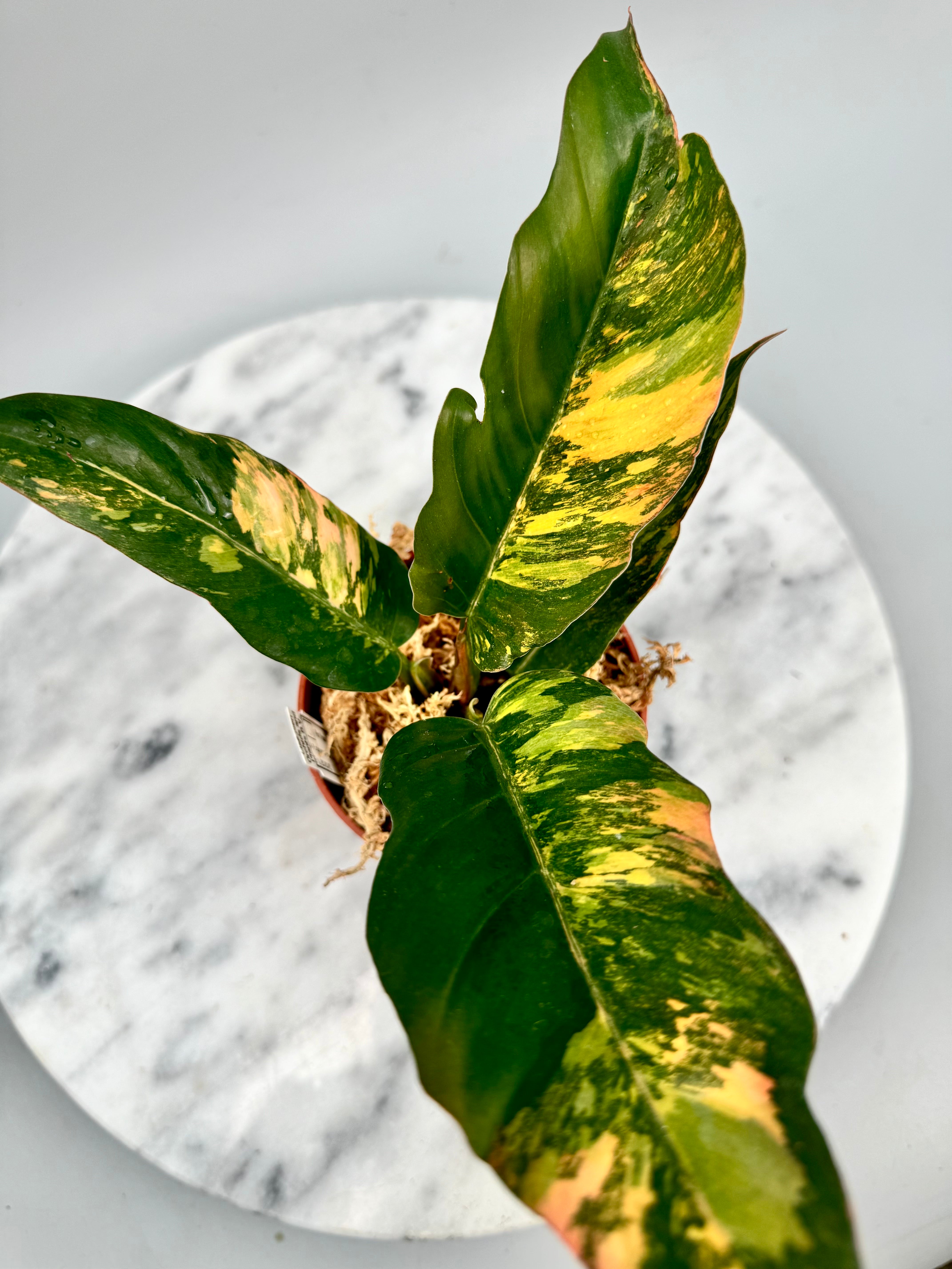 Philodendron Caramel Marble ‘Fire Tiger’ (Nr 2)