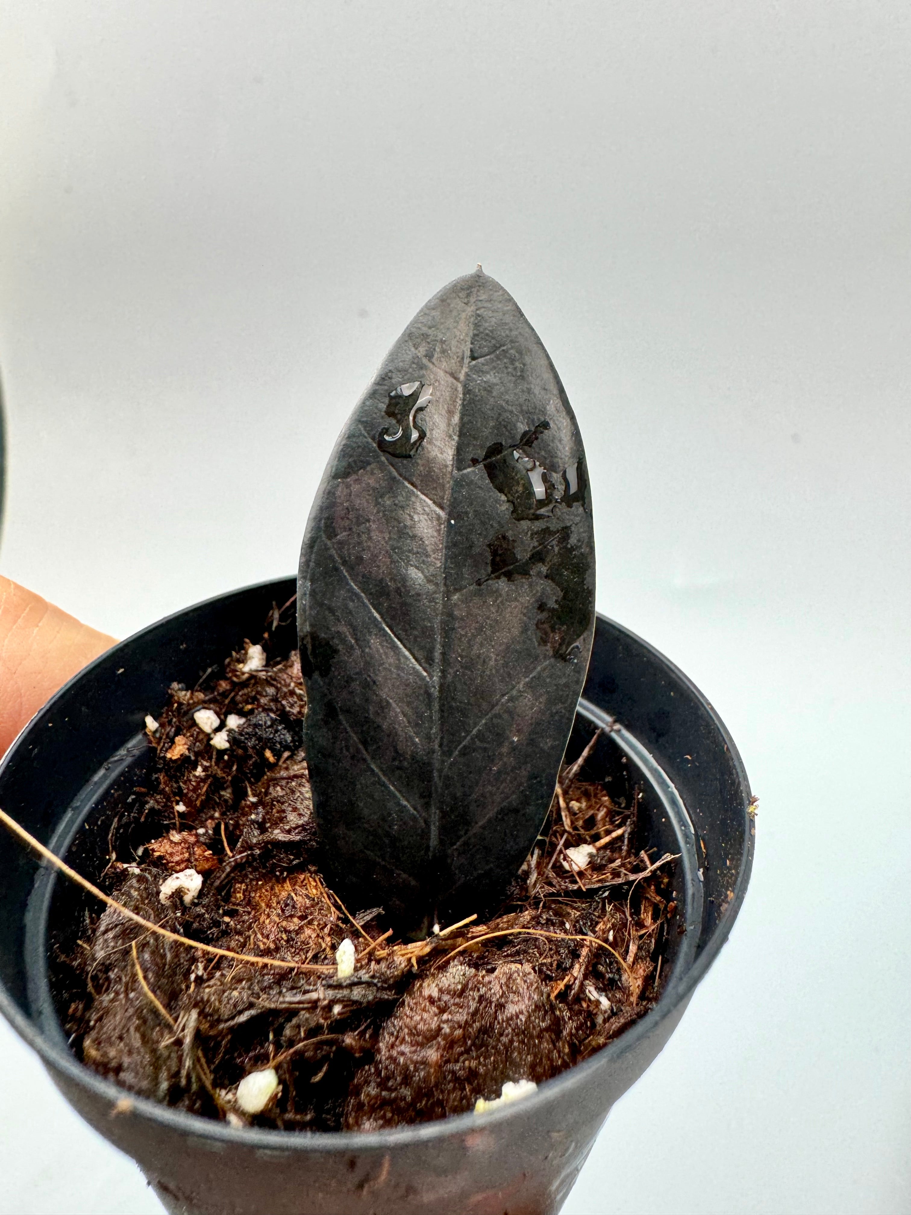 Zamioculcas zamiifolia Raven Black Variegated