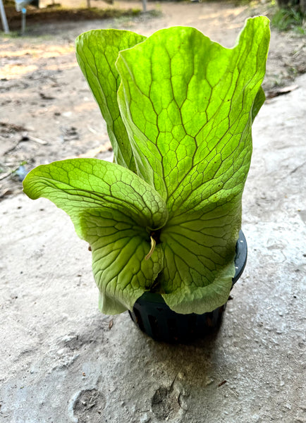 Platycerium Elemaria | - on ESTABLISHED Plaque (hybrid) Fern Etsy