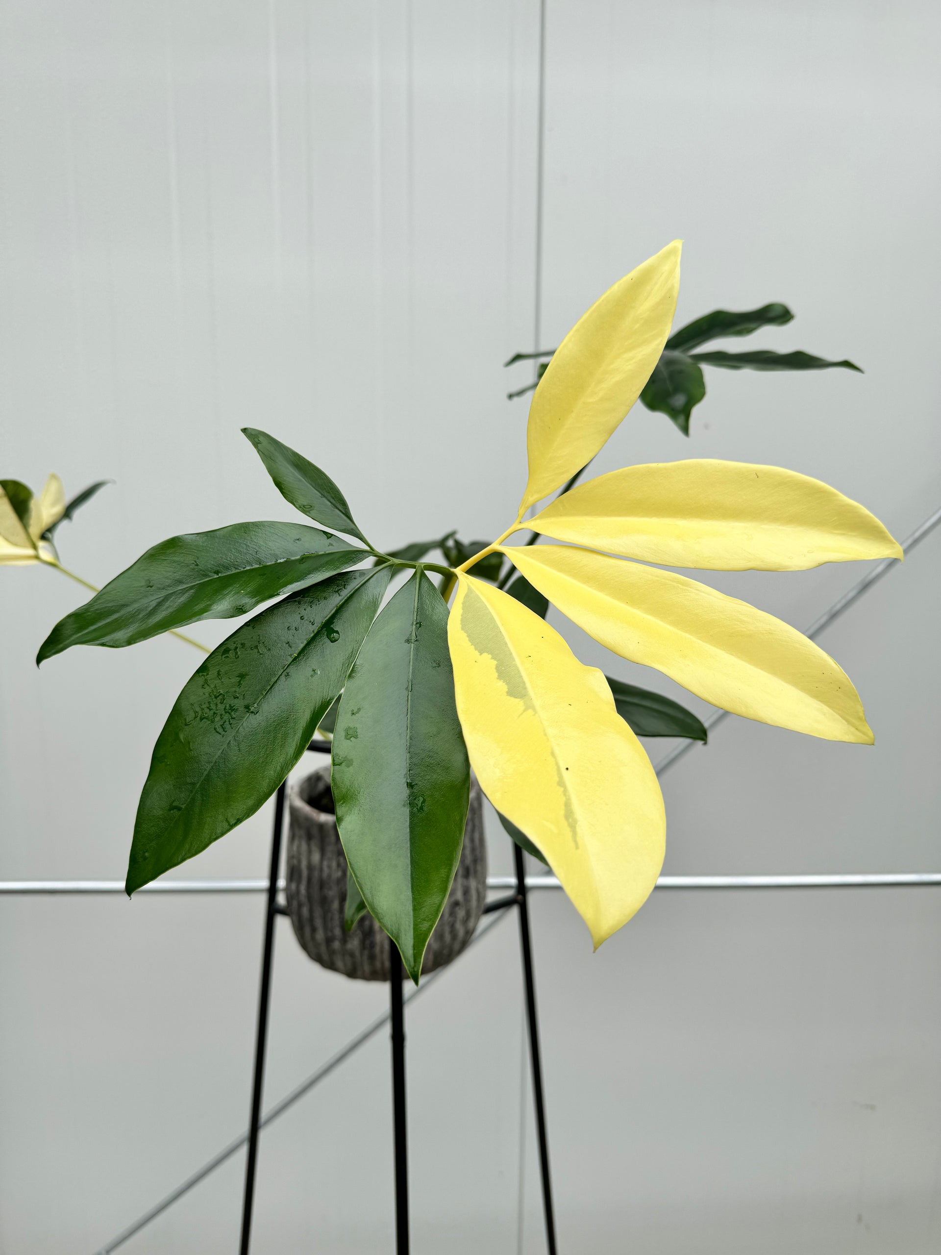 philodendron goeldii rare Philodendron goeldii Variegata