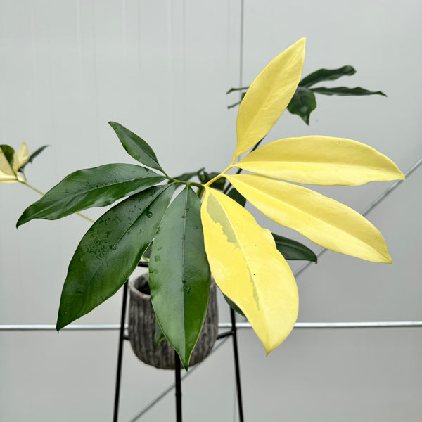 philodendron goeldii kaufen Philodendron goeldii Variegata