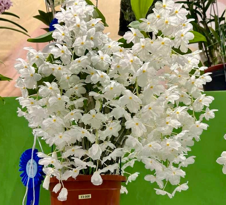 Dendrobium farmeri alba sp. vietnam "Big Plant"