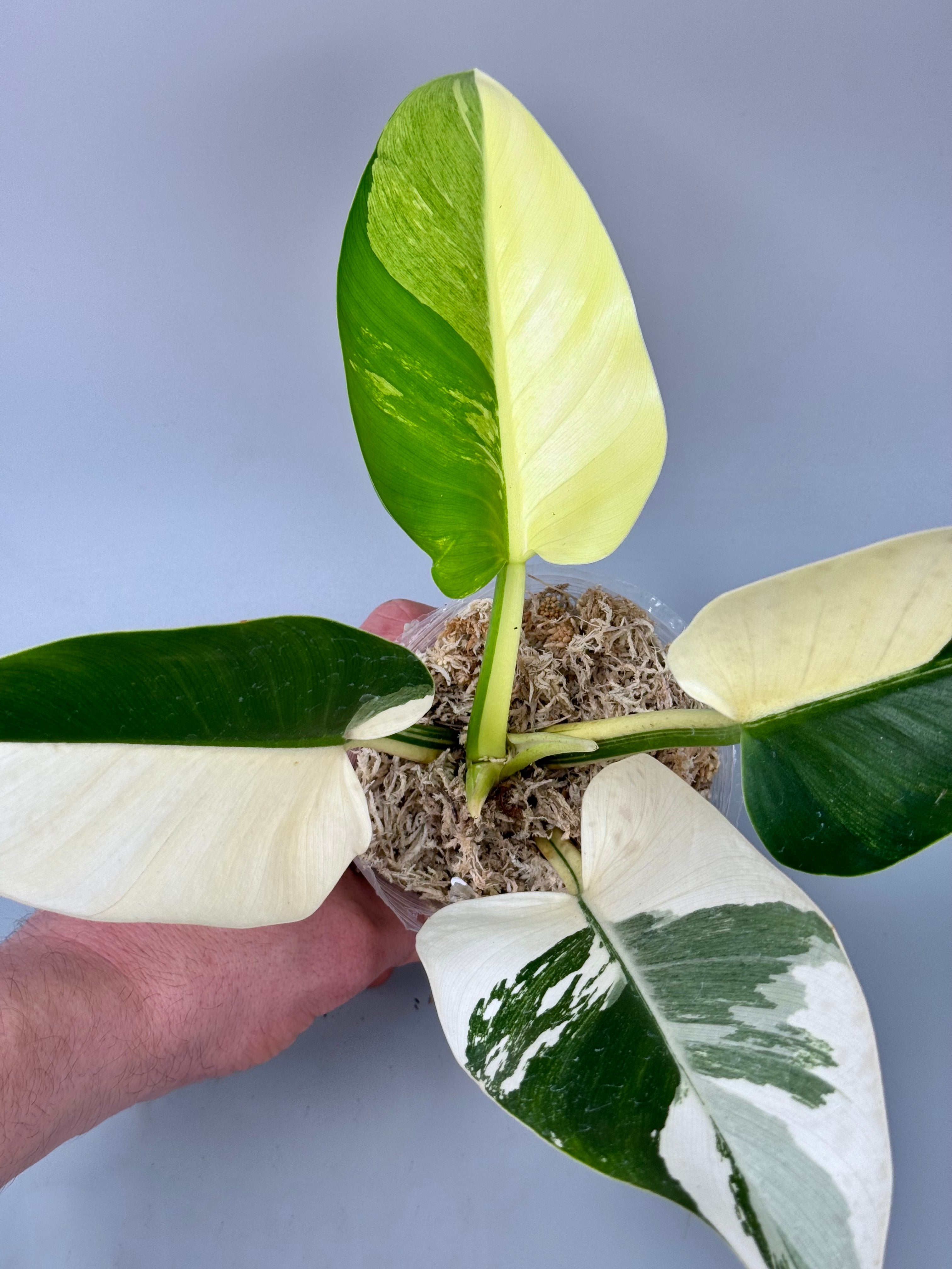 Philodendron Green Congo Variegata Albo