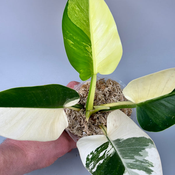 philodendron green saw variegated Philodendron Green Congo Variegata Albo