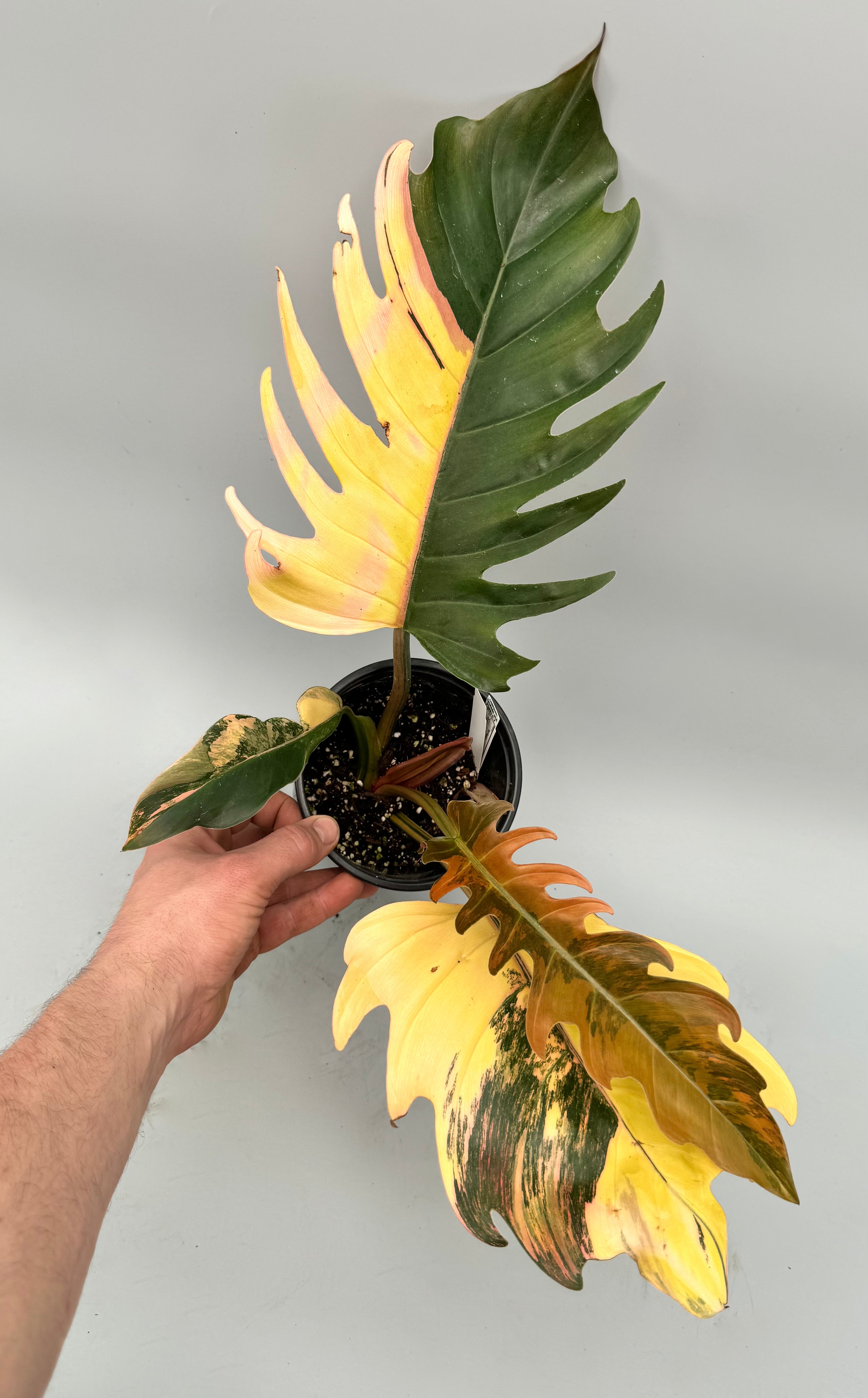 Philodendron Caramel Marble (nr 1)