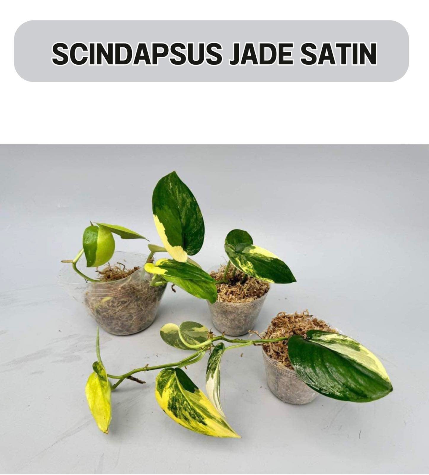 Scindapsus Jade Satin
