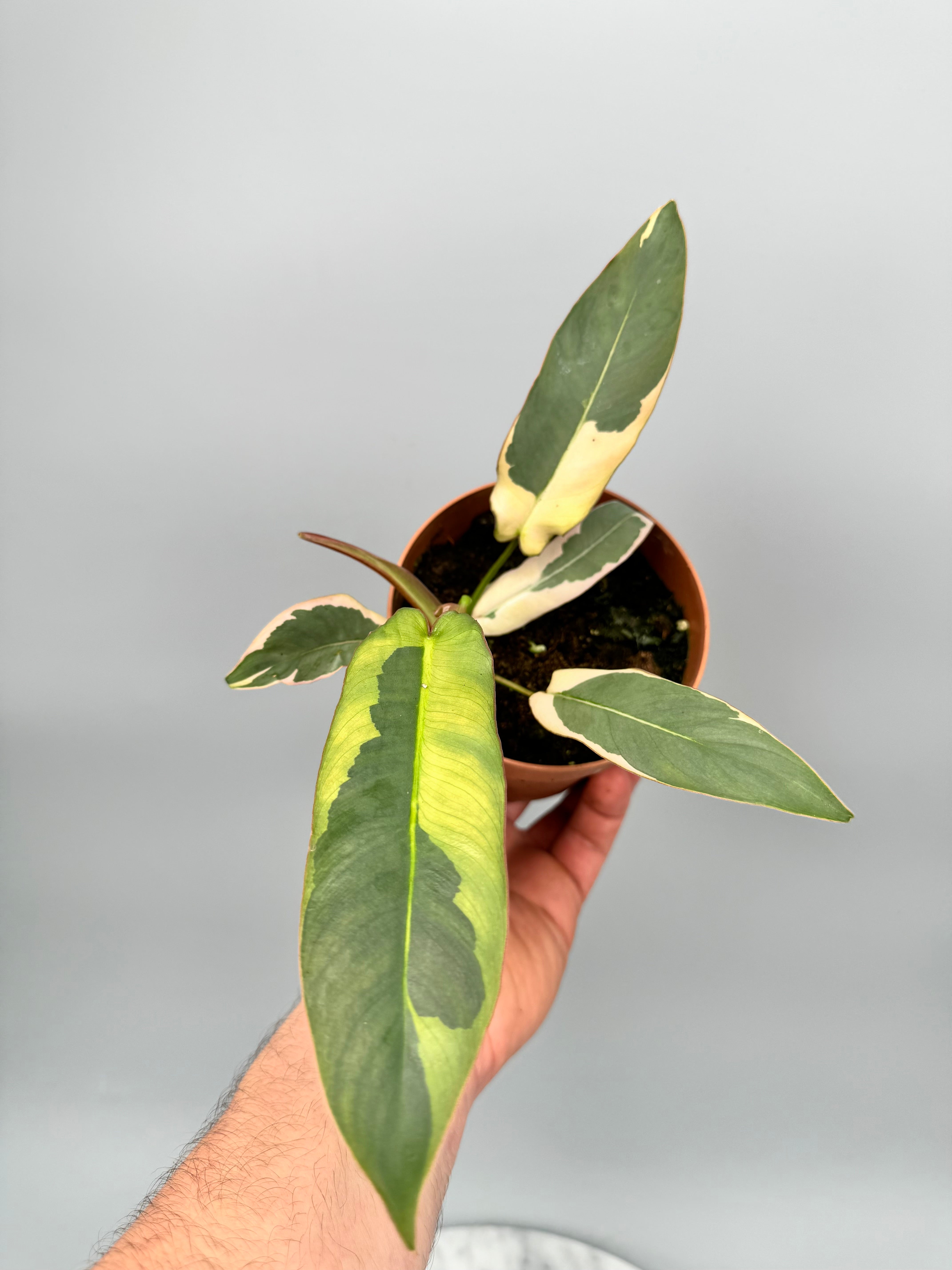 Philodendron atabapoense variegata albo (Nr 1)