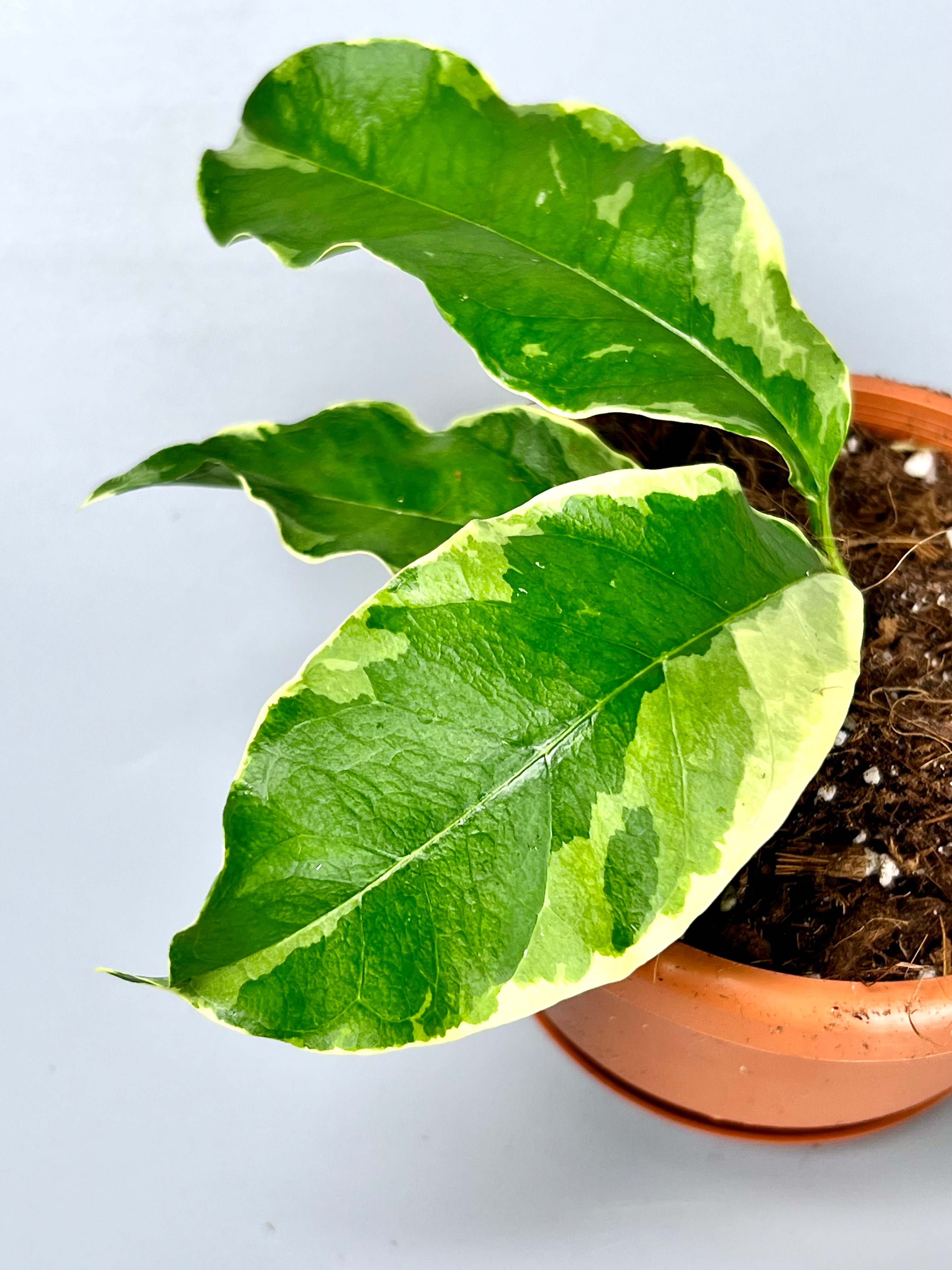 Hoya multiflora variegata Albo (4-6 Leaves)