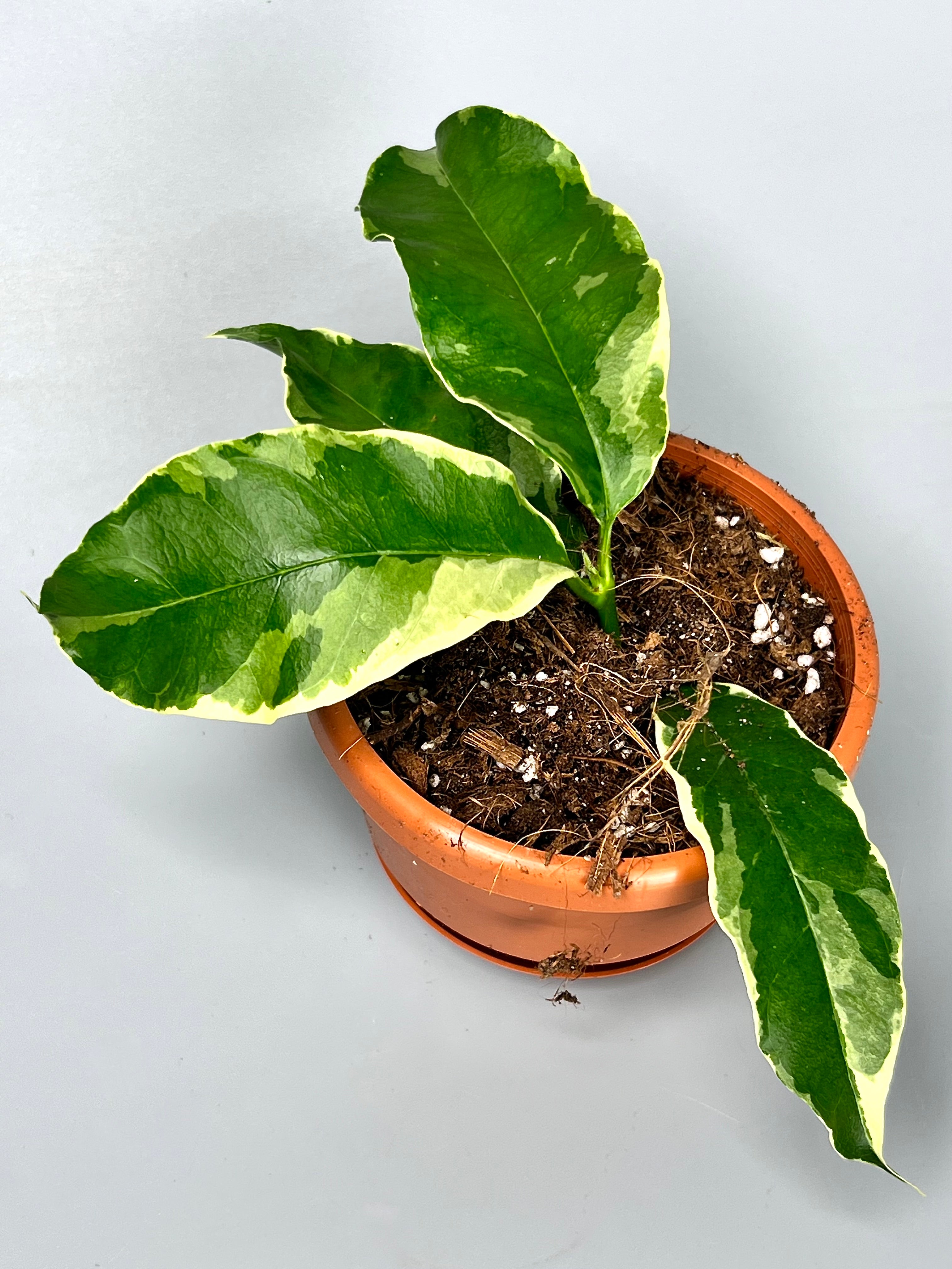 Hoya multiflora variegata Albo (4-6 Leaves)