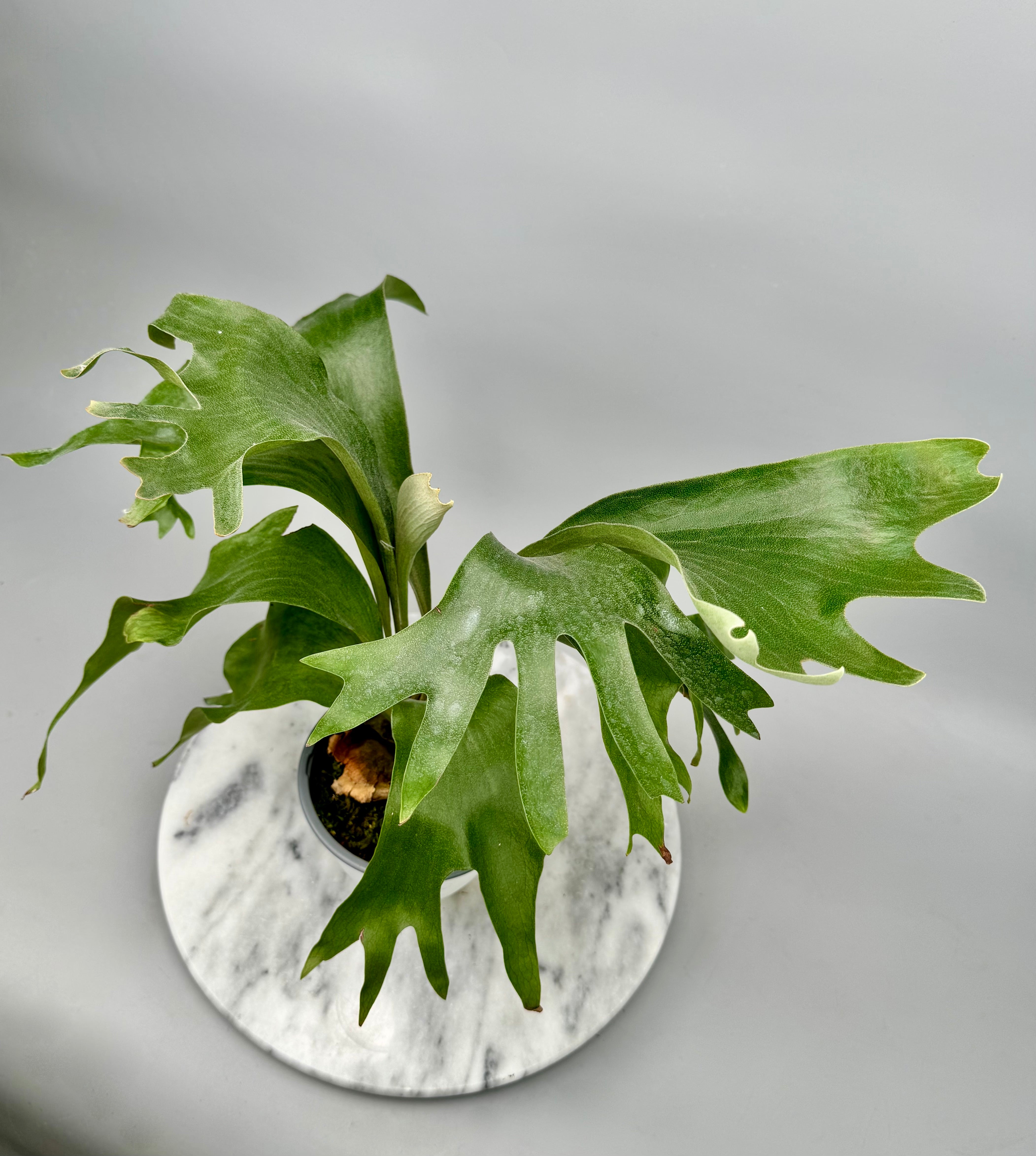 P. hillii coronarium Flamenco 【M-45】 Platycerium Hillii CV