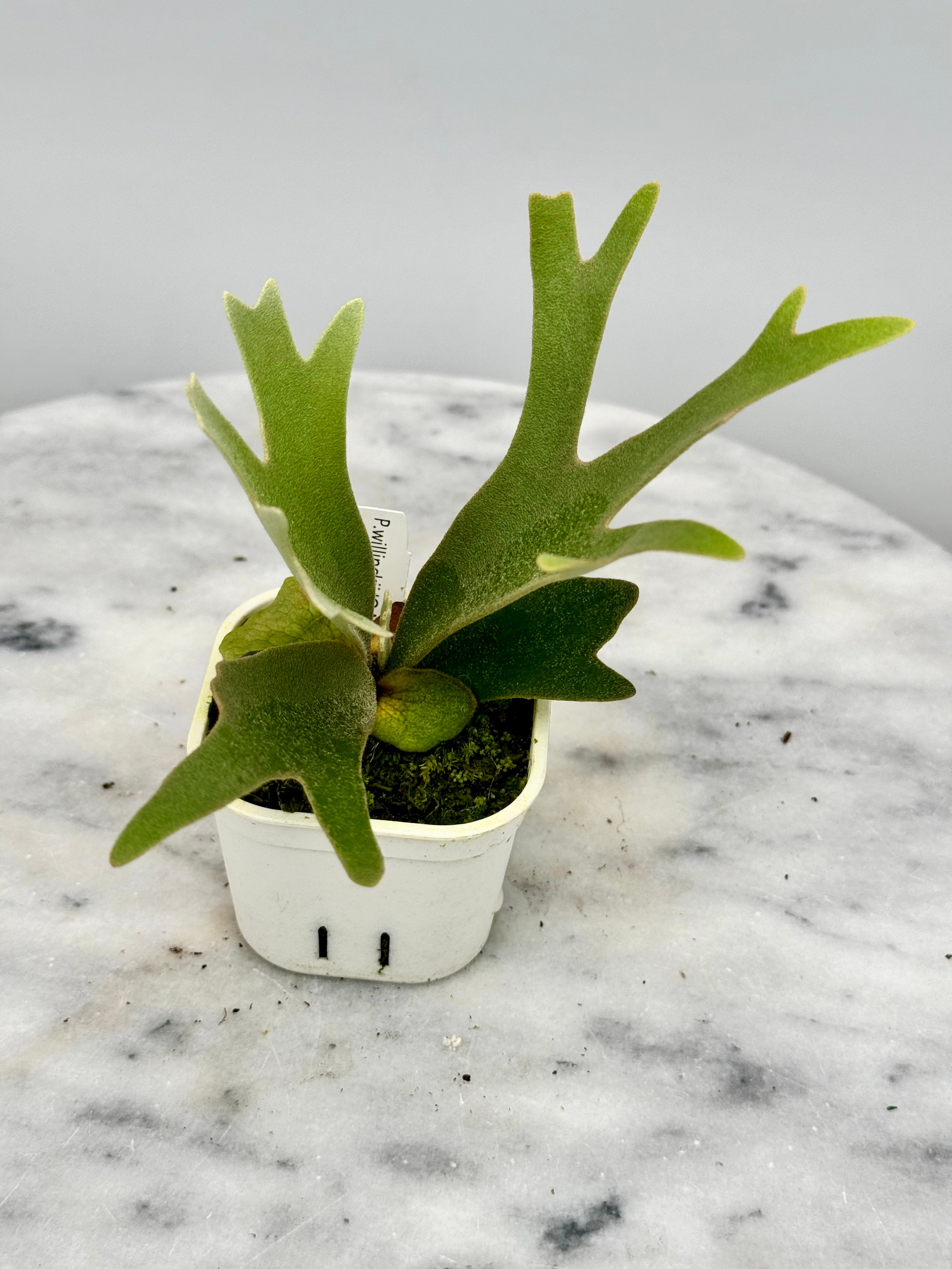 P.Willinckii Bacteria sporelingウイリンキー 🦠P. willinckii 'Bacteria' sporeling🦠 このスポア群はどの個体も