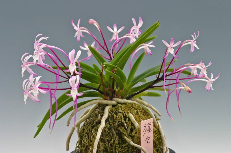 Neofinetia falcata shutenno pink vanda orchid clumb