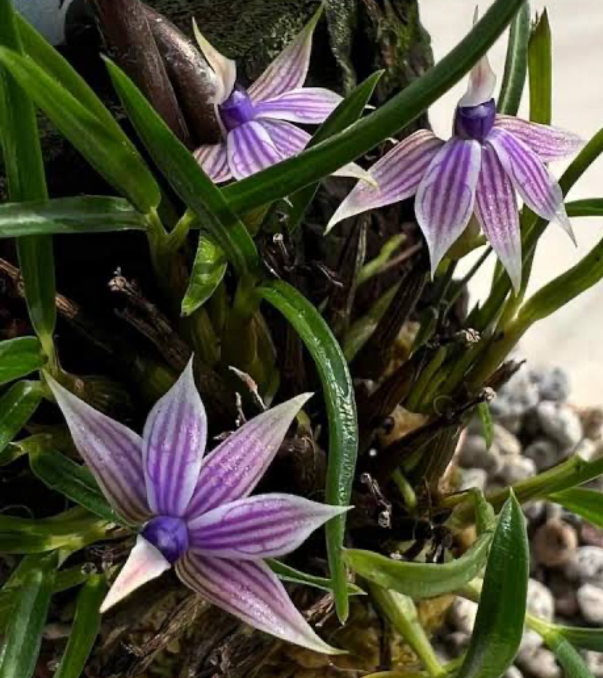 Dendrobium cyanocentrum purple flower orchid