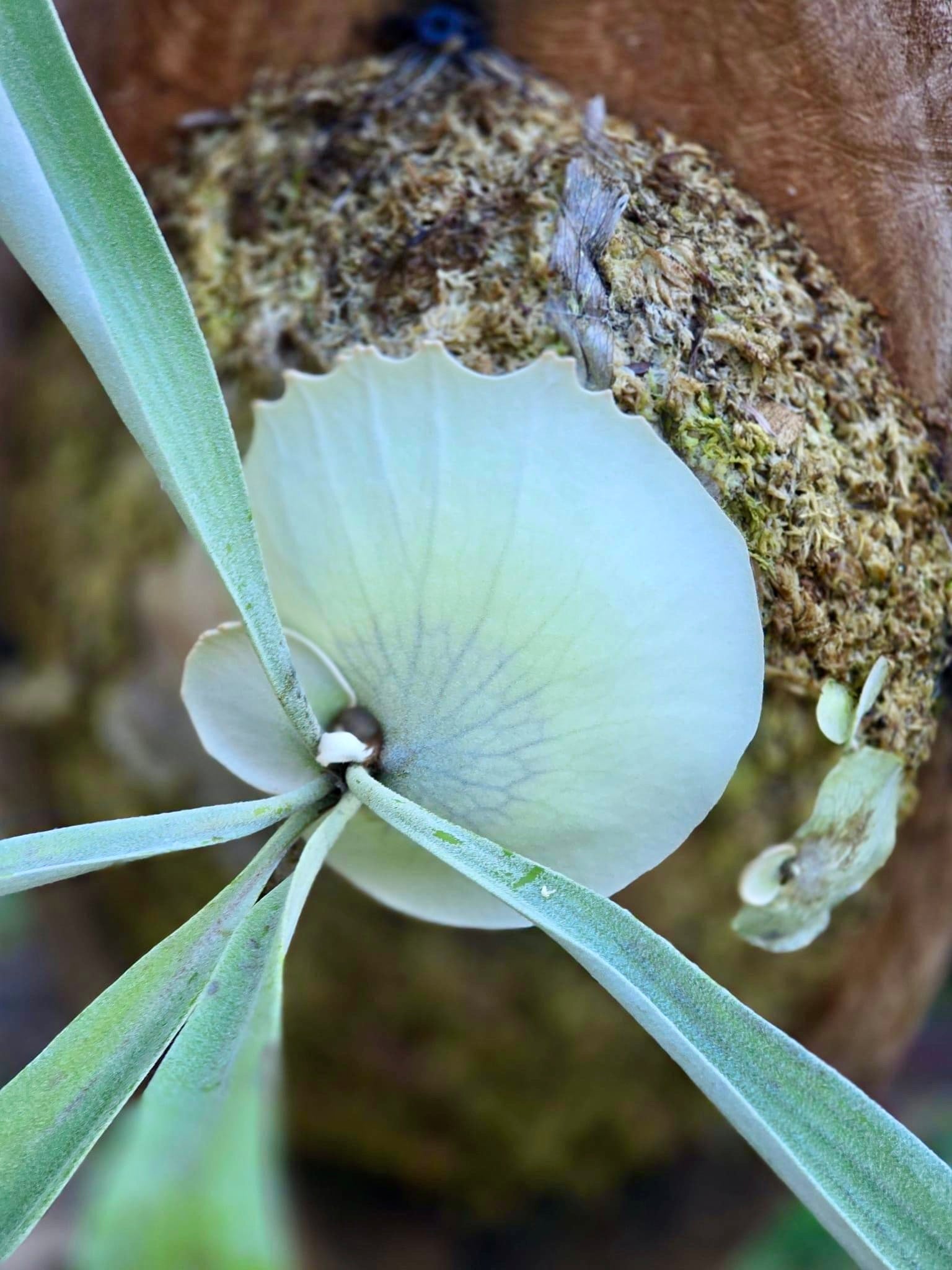 Platycerium Monkey Silver Staghorn Zoomed