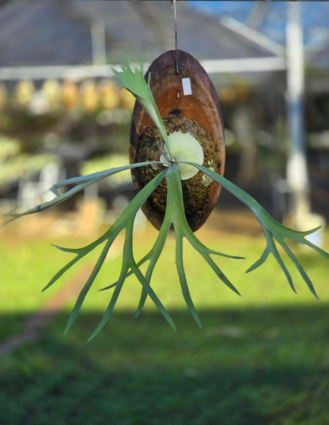 ▽P.willinckii Wild ”Compact″▽ コンパクト ドワーフ ウィリンキー