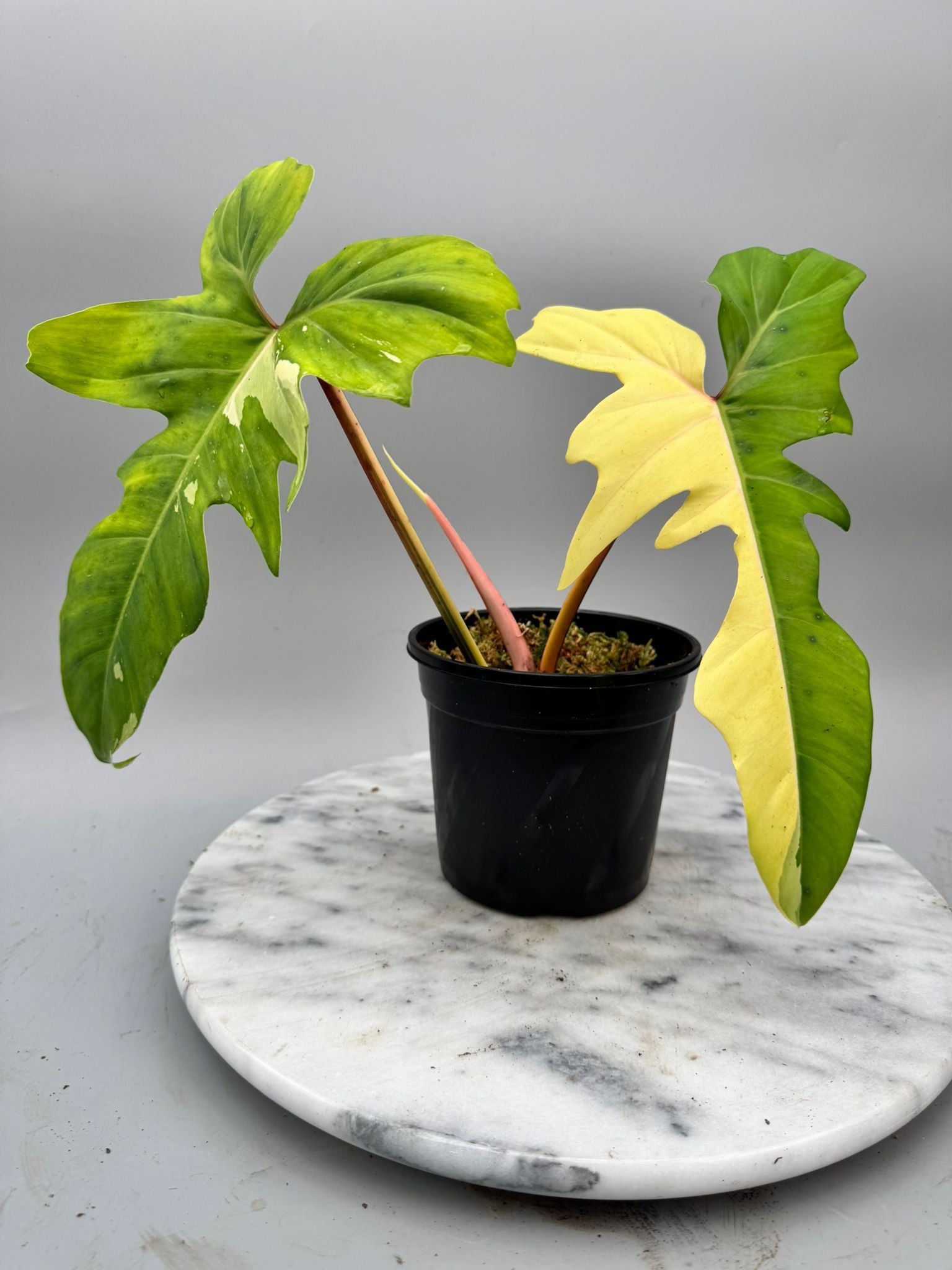 Philodendron Golden Dragon variegated albo (Nr 1)