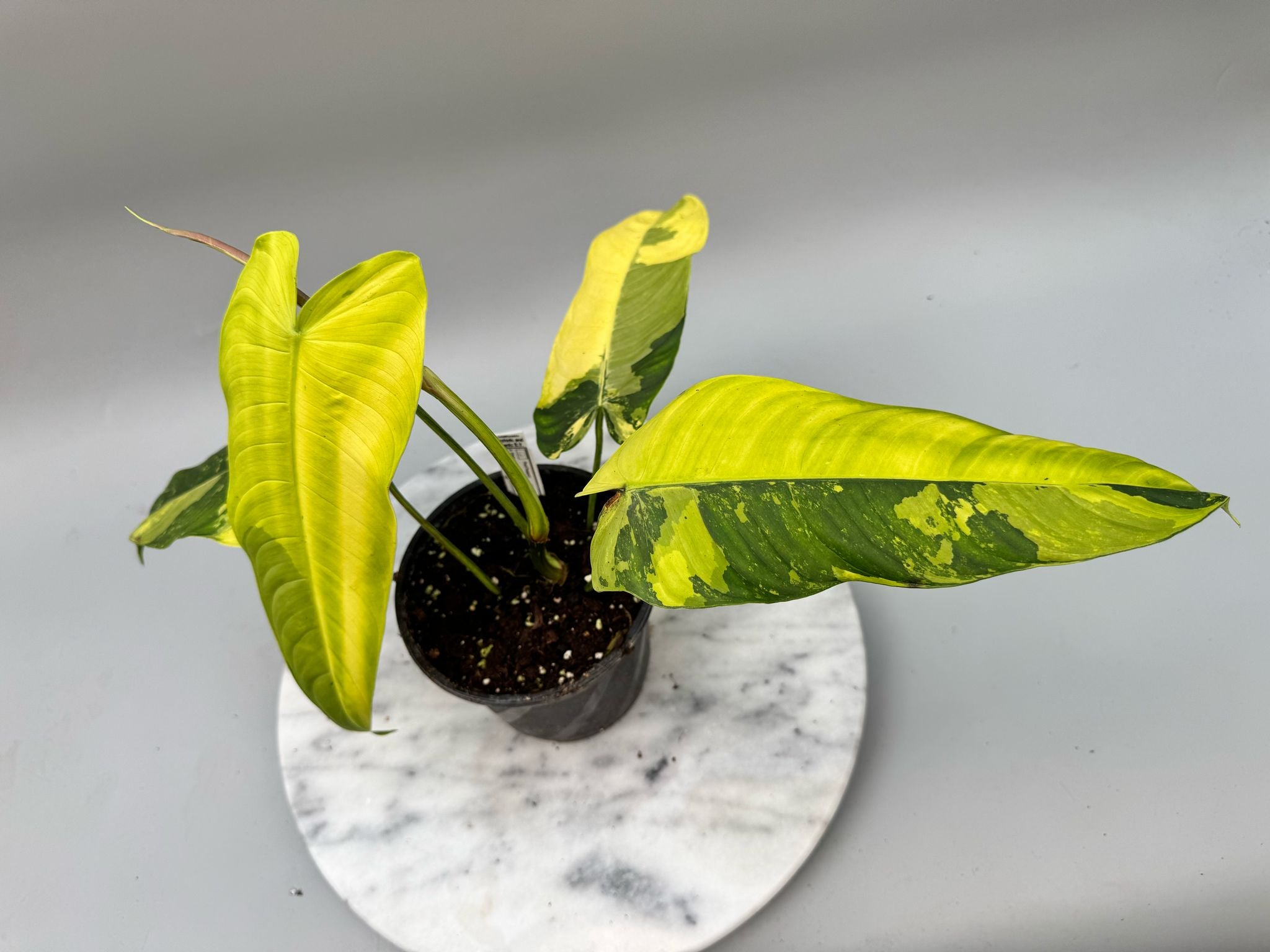 Philodendron sharoniae Mosquera Variegata 