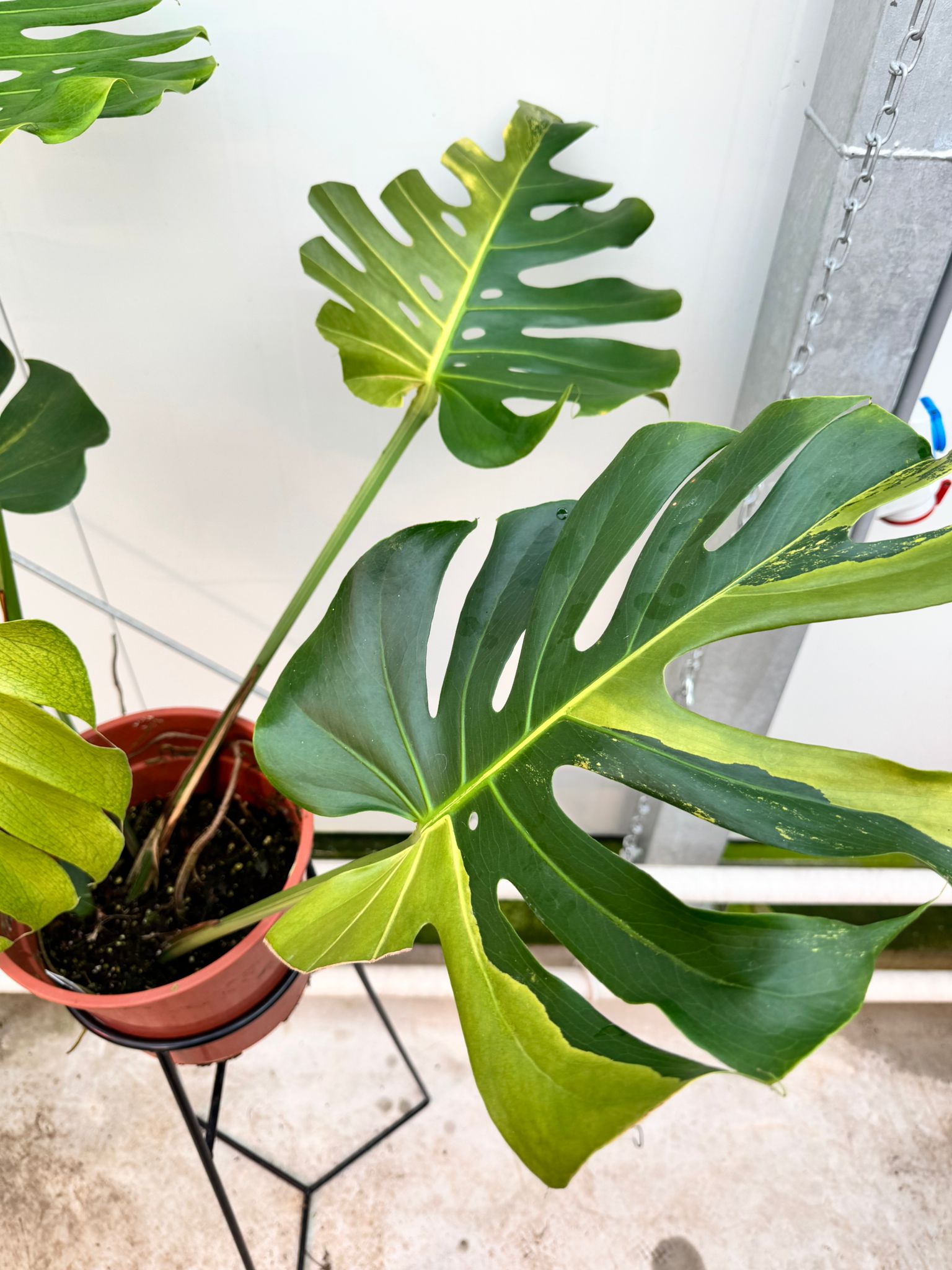 Monstera Ocean Mint (Nr 3)